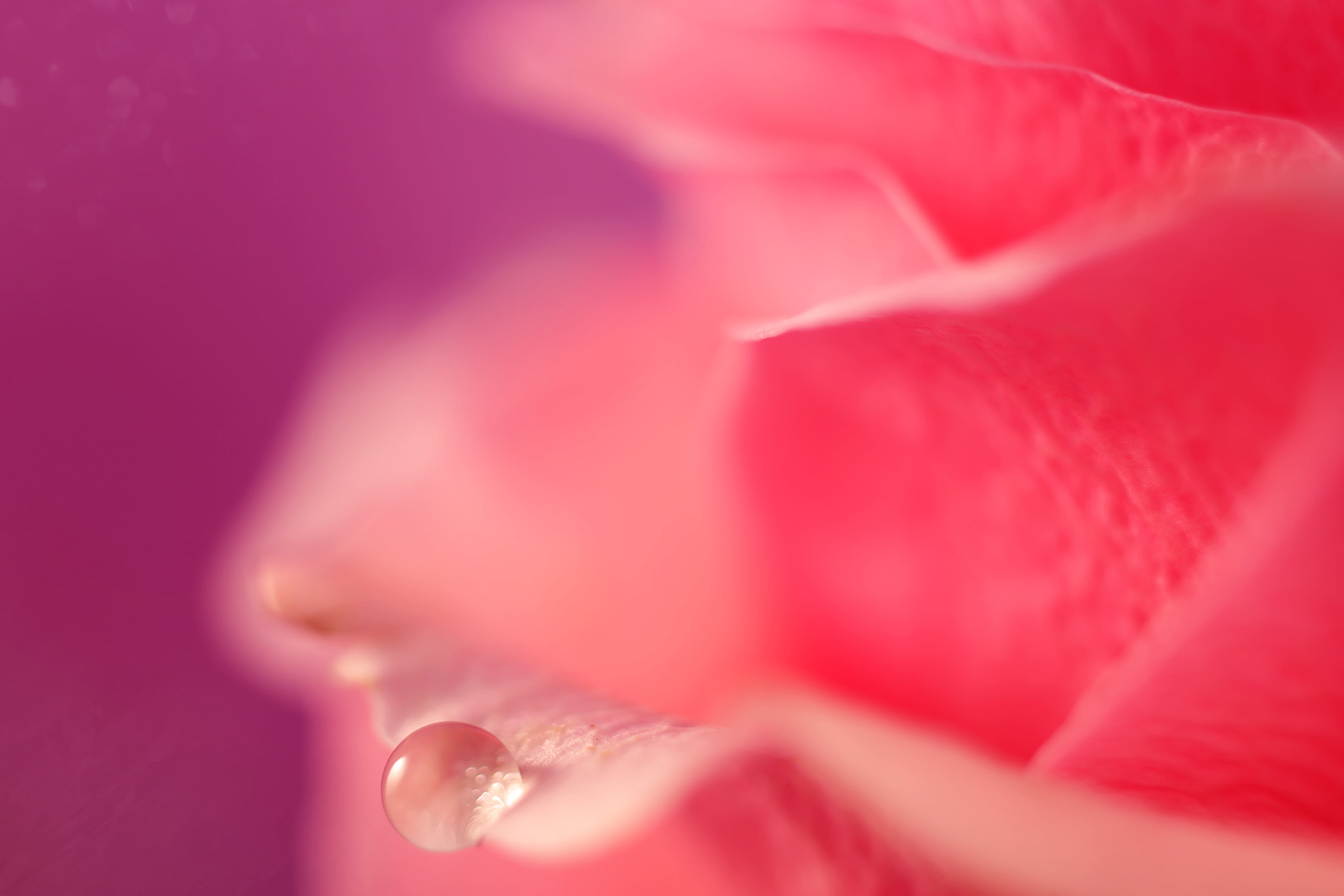 Canon EF 50mm F2.5 Macro sample photo. To honour you photography