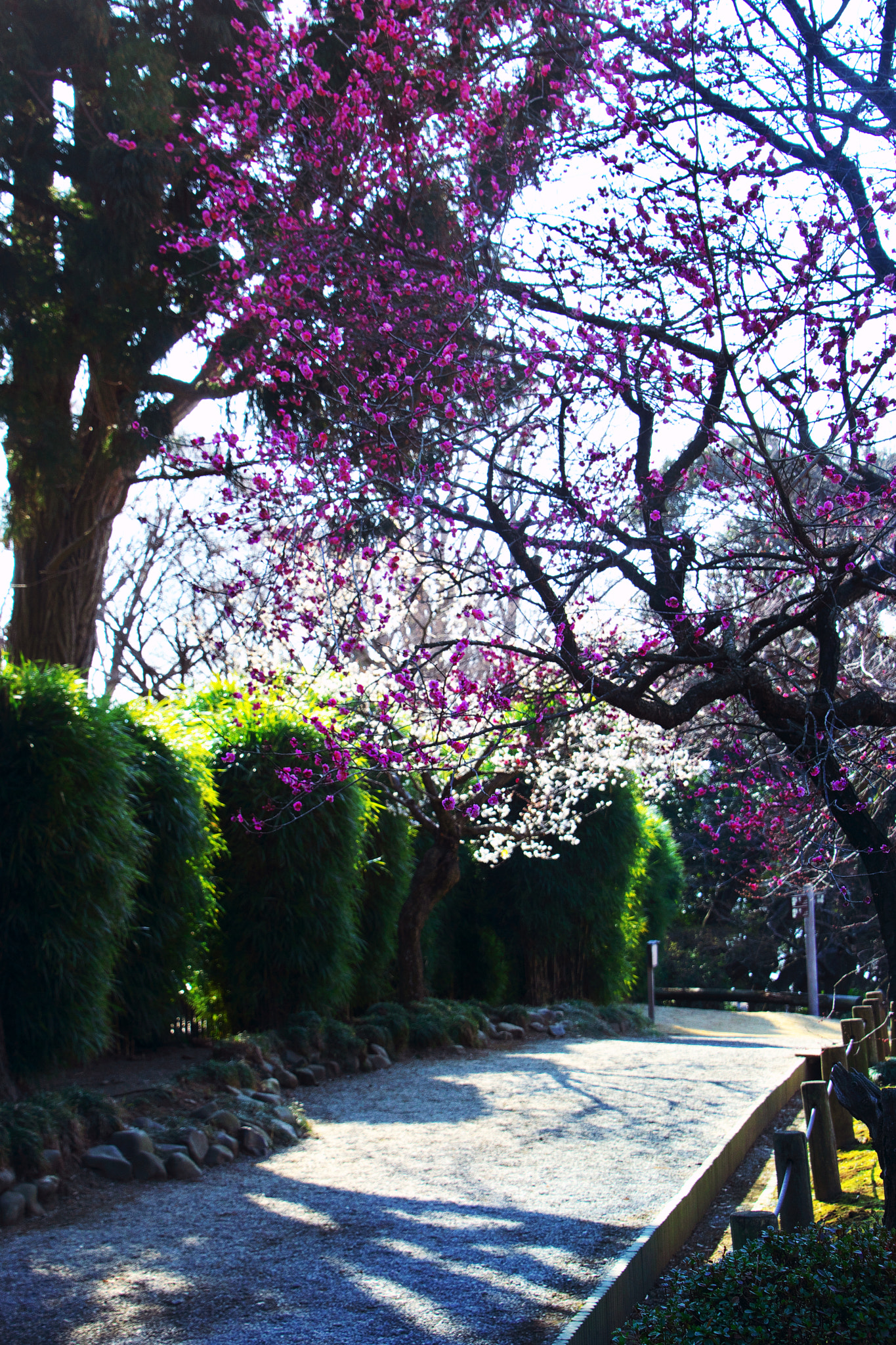 Sony SLT-A65 (SLT-A65V) + DT 18-270mm F3.5-6.3 sample photo. An early spring scene with ume blossoms photography