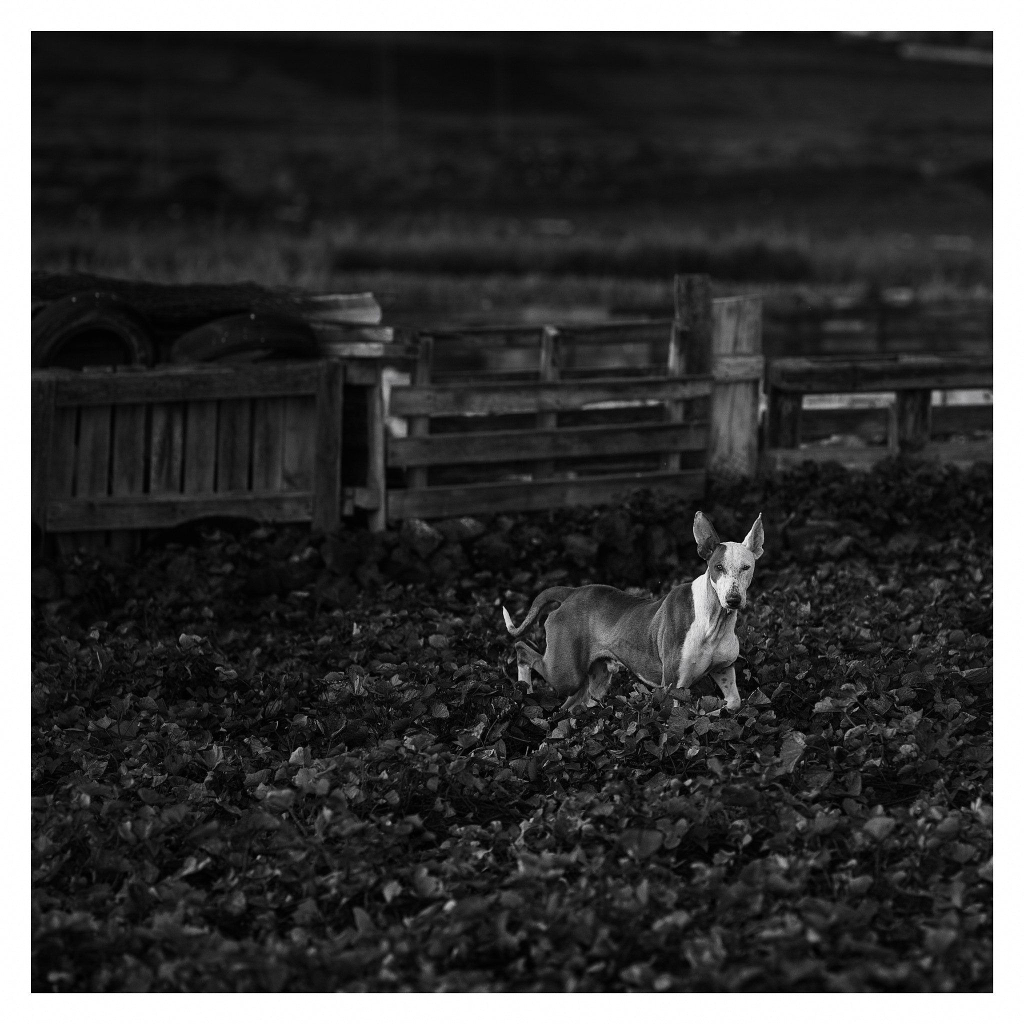 Sigma 150mm f/2.8 EX DG OS HSM APO Macro sample photo. Lonely dog (guime) photography