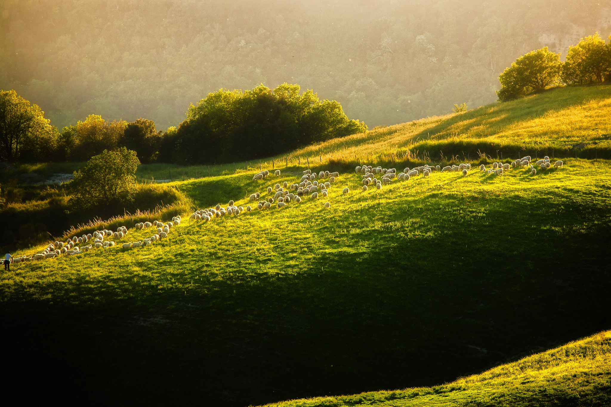 Canon EF 100-400mm F4.5-5.6L IS USM sample photo. Pasture of sheep photography