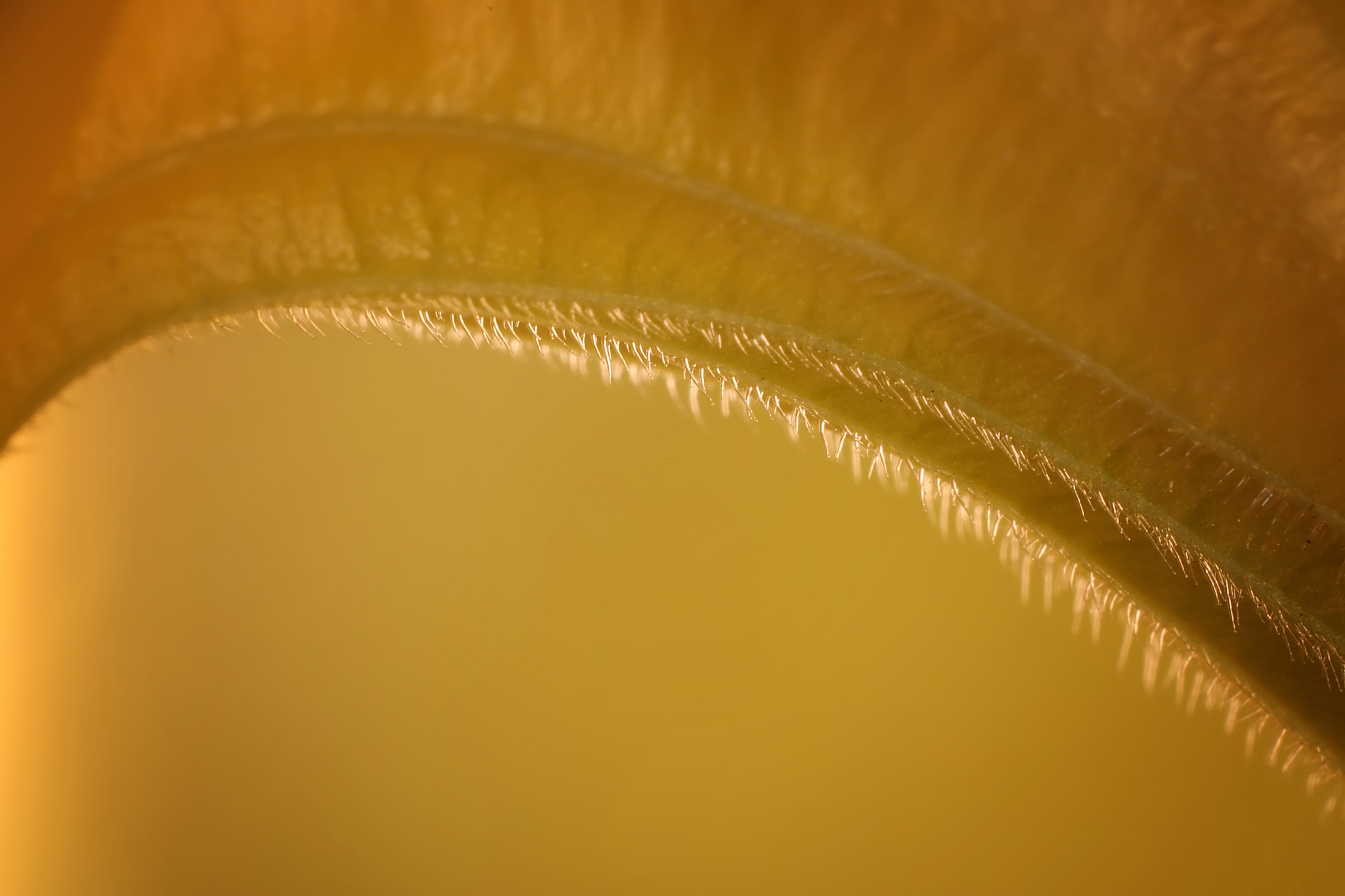 Canon EF 50mm F2.5 Macro sample photo. Underbelly photography