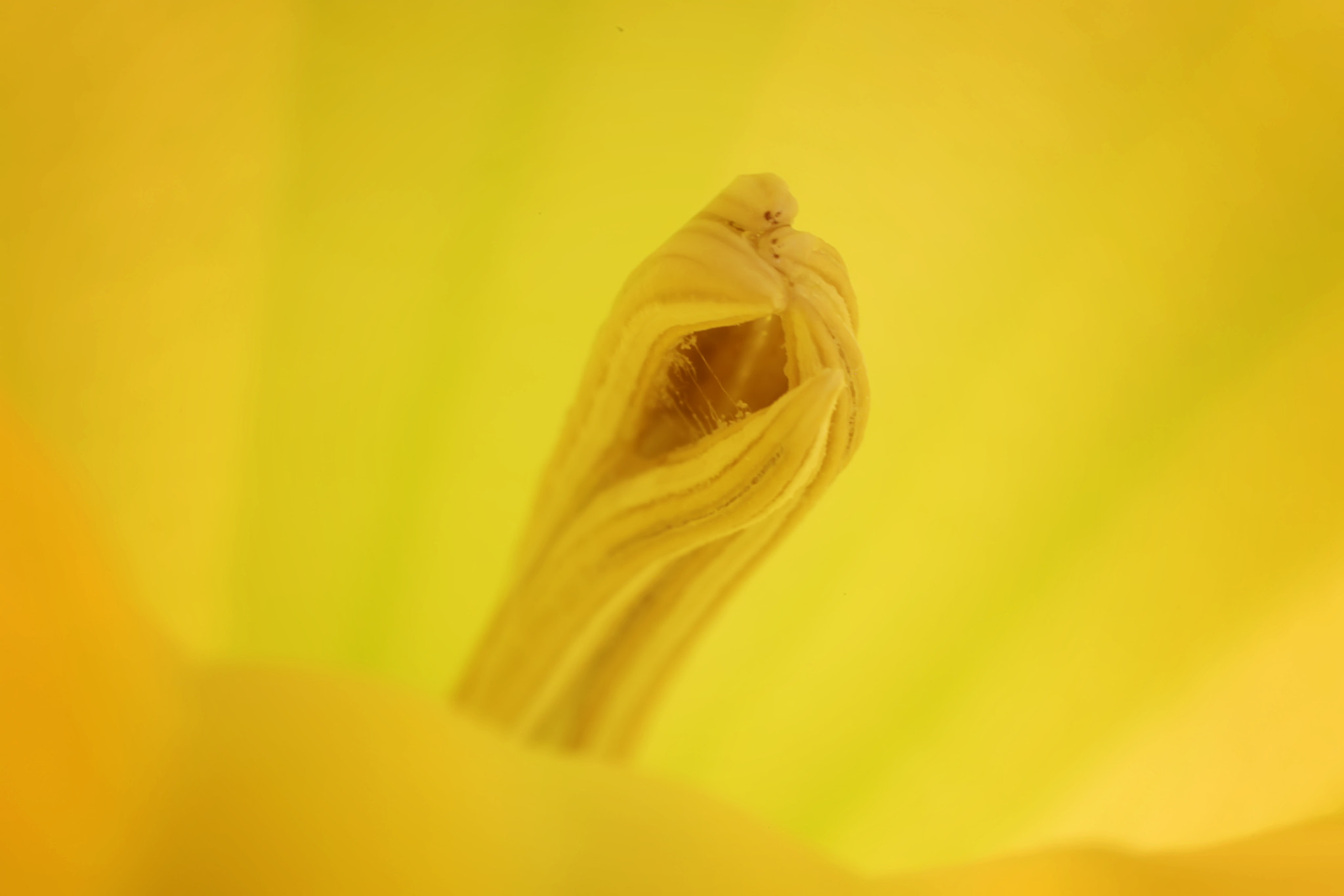 Canon EF 50mm F2.5 Macro sample photo. First breath photography