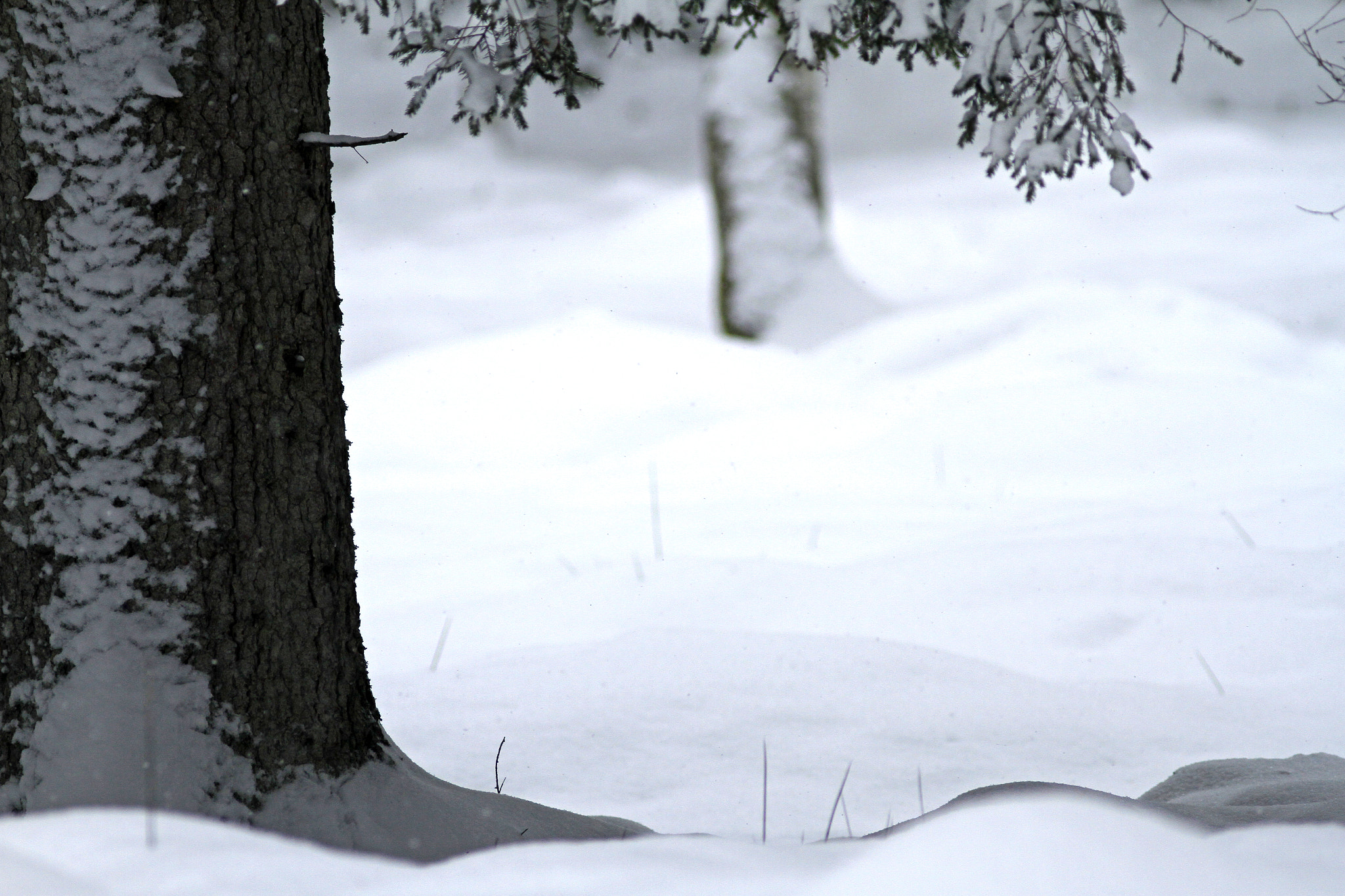 Canon EOS 7D + Canon EF 300mm f/4L sample photo. Snow under the tree photography