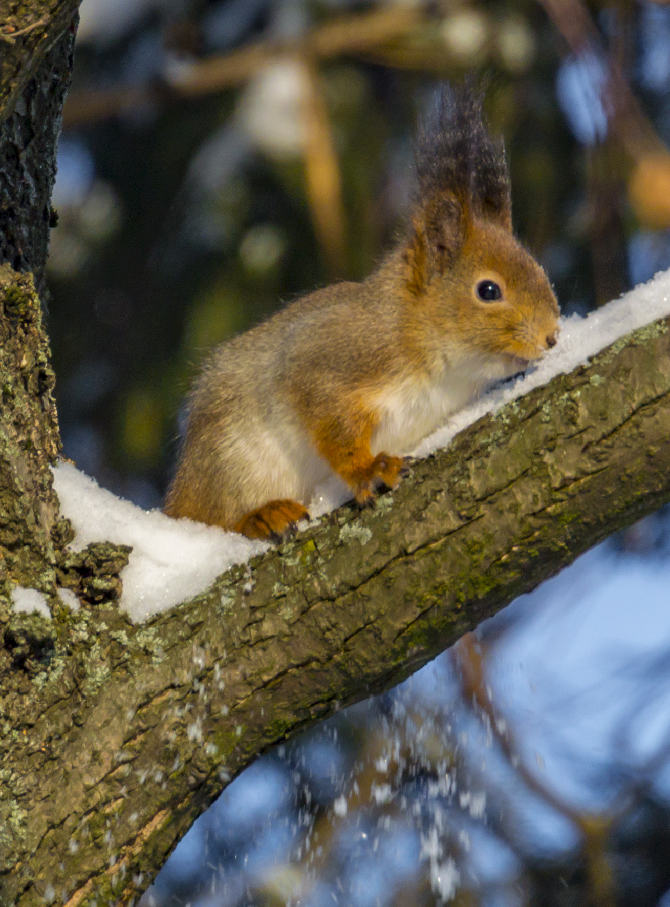 Nikon 1 Nikkor VR 70-300mm F4.5-5.6 sample photo. Зарисовка с белочкой photography