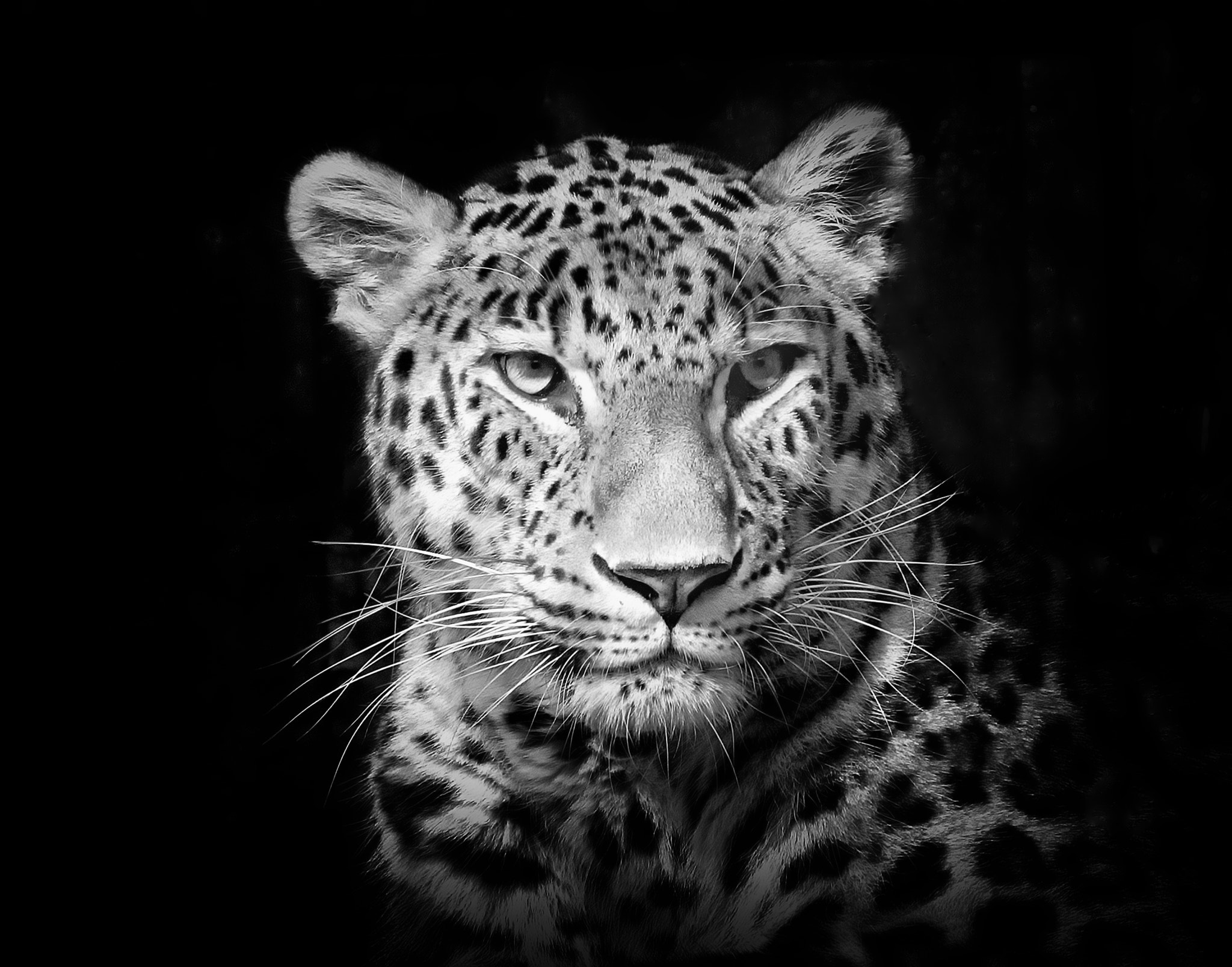AF-S Nikkor 300mm f/2.8D IF-ED II sample photo. Leopard photography