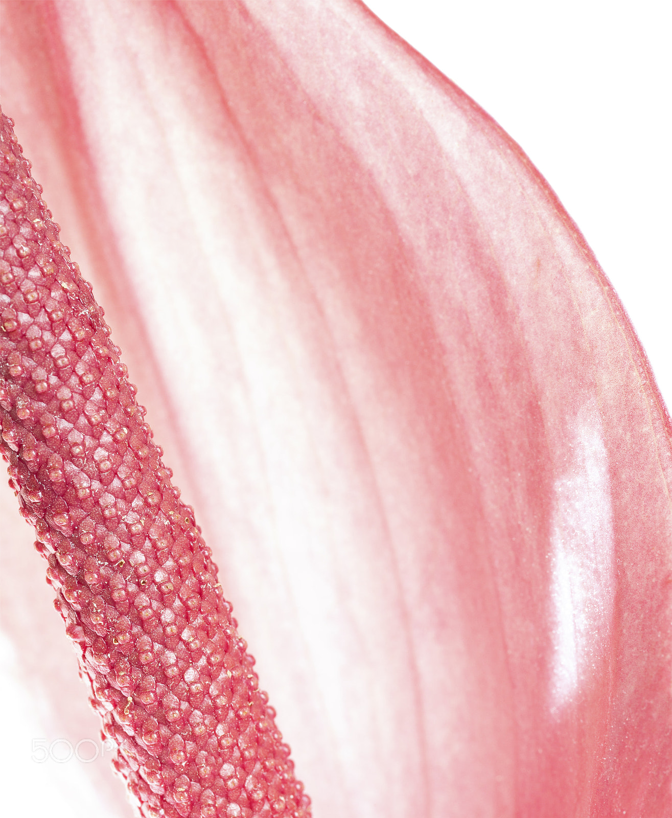 Sigma 70mm F2.8 EX DG Macro sample photo. Shapes of nature photography