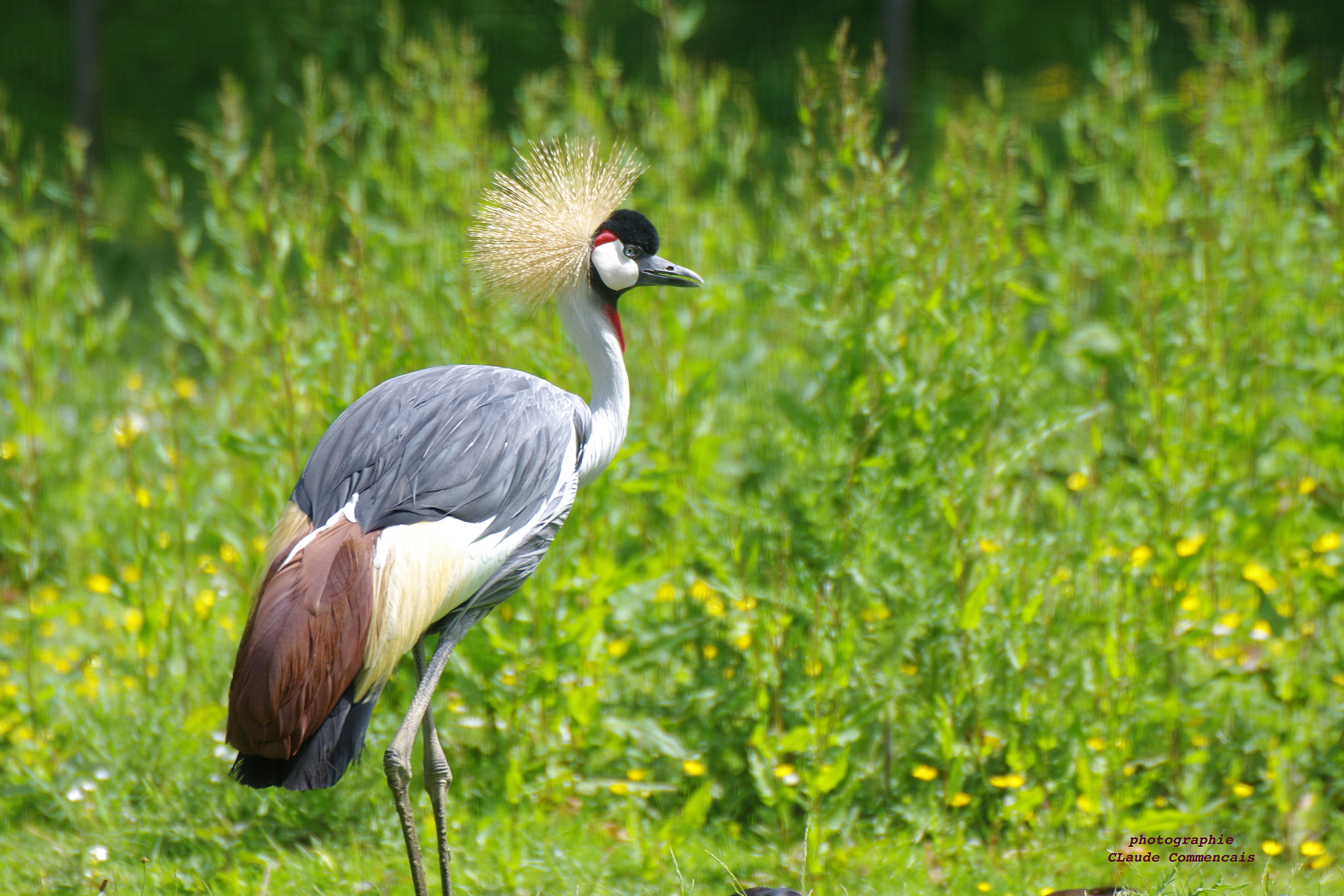 Sigma 50-500mm F4.5-6.3 DG OS HSM sample photo. Grues couronnees photography