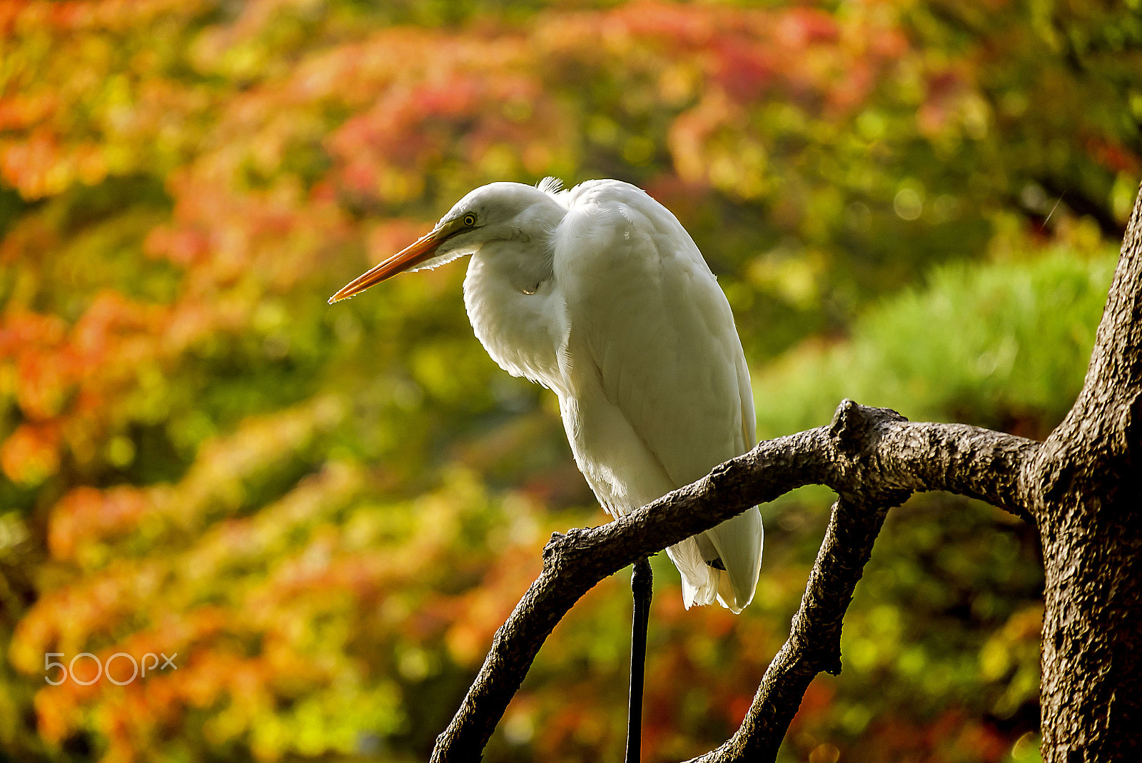 Fujifilm X-A1 + Fujifilm XC 50-230mm F4.5-6.7 OIS sample photo. Egret photography