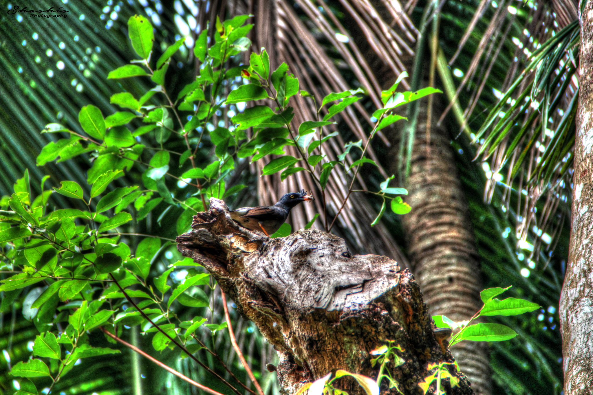 Canon EOS 700D (EOS Rebel T5i / EOS Kiss X7i) sample photo. Tonemapped photography