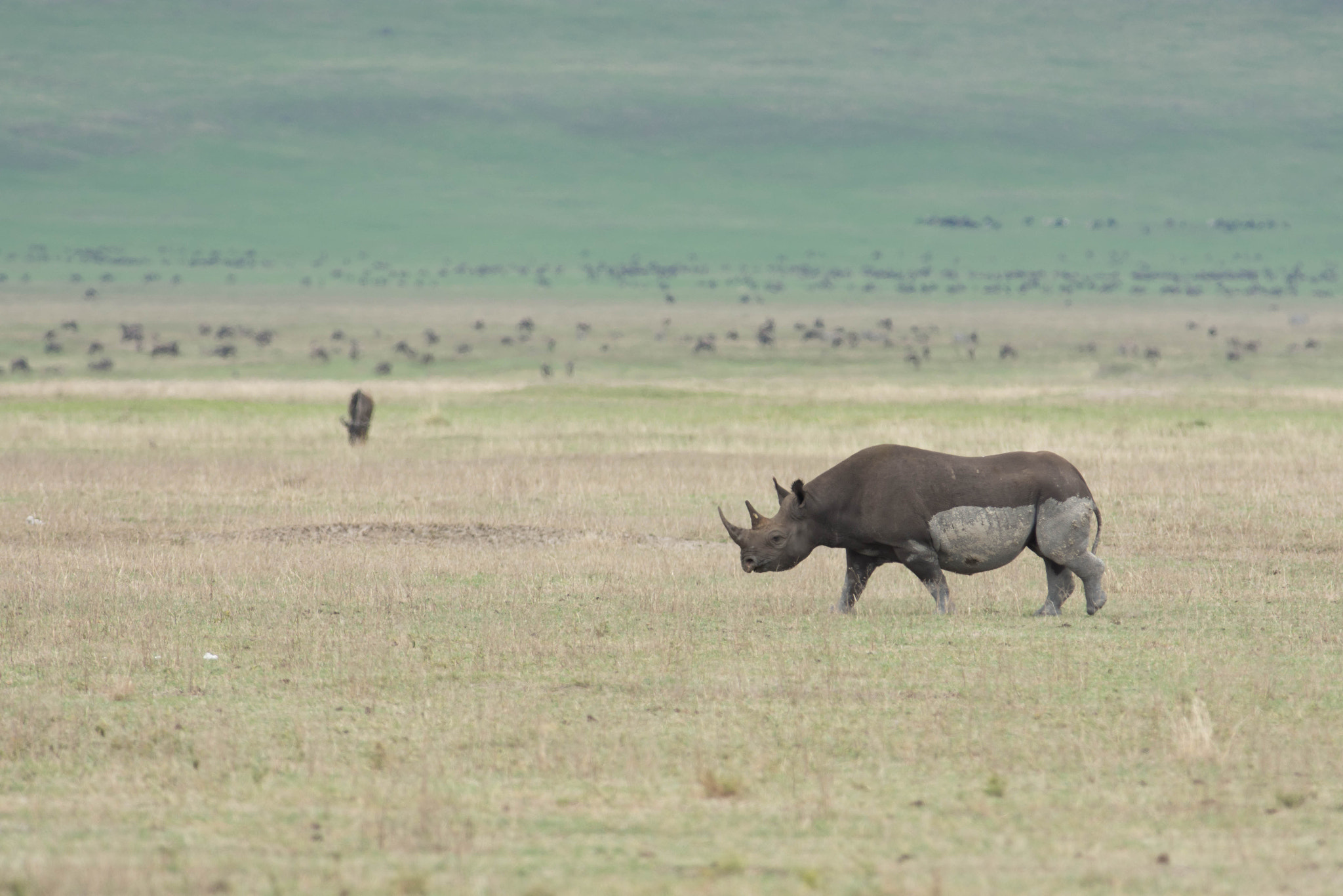 Nikon AF-S Nikkor 300mm F2.8G ED VR II sample photo. Meeting the rhino photography