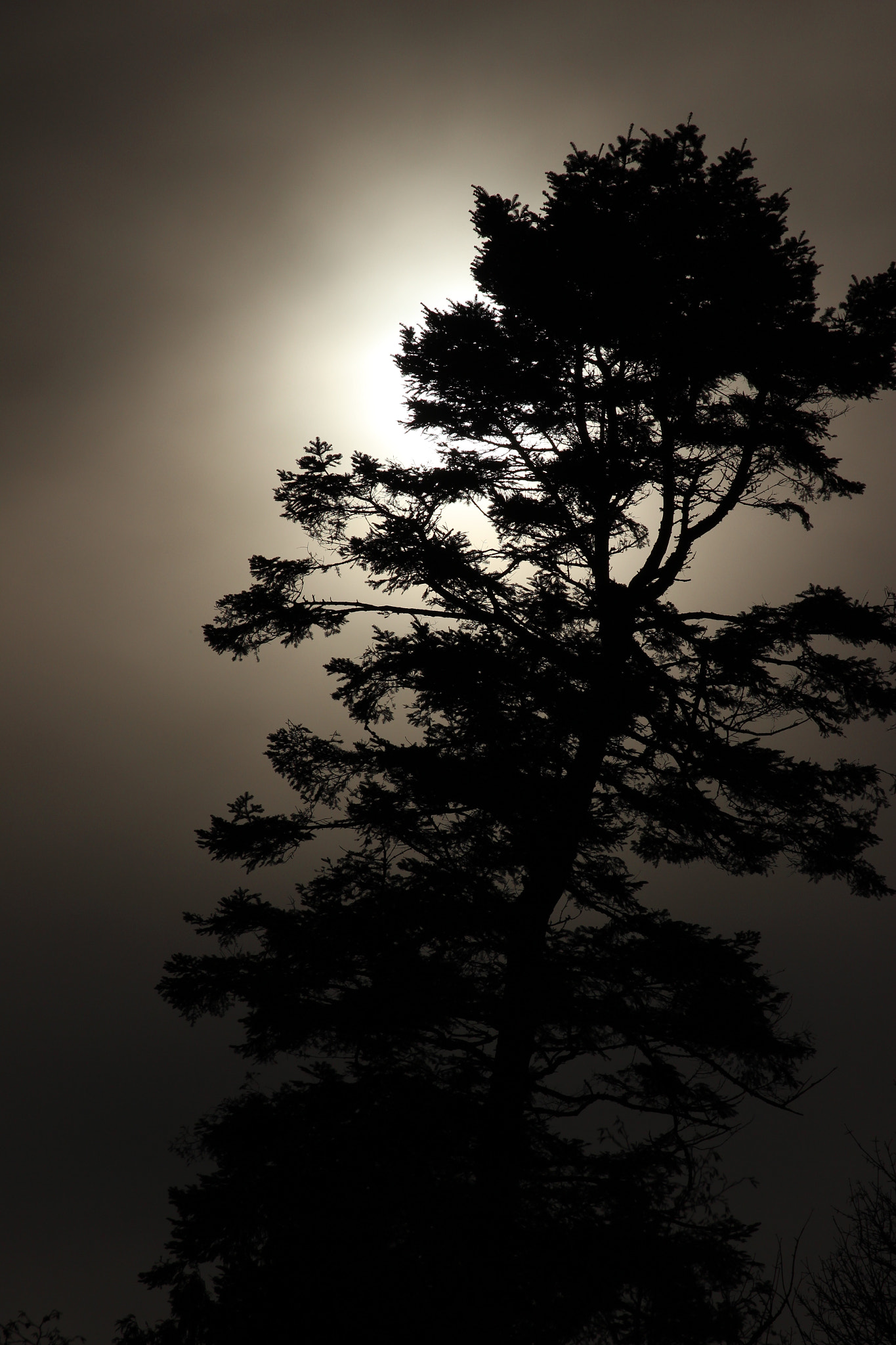 Canon EF 70-300mm F4-5.6L IS USM sample photo. Tree.jpg photography
