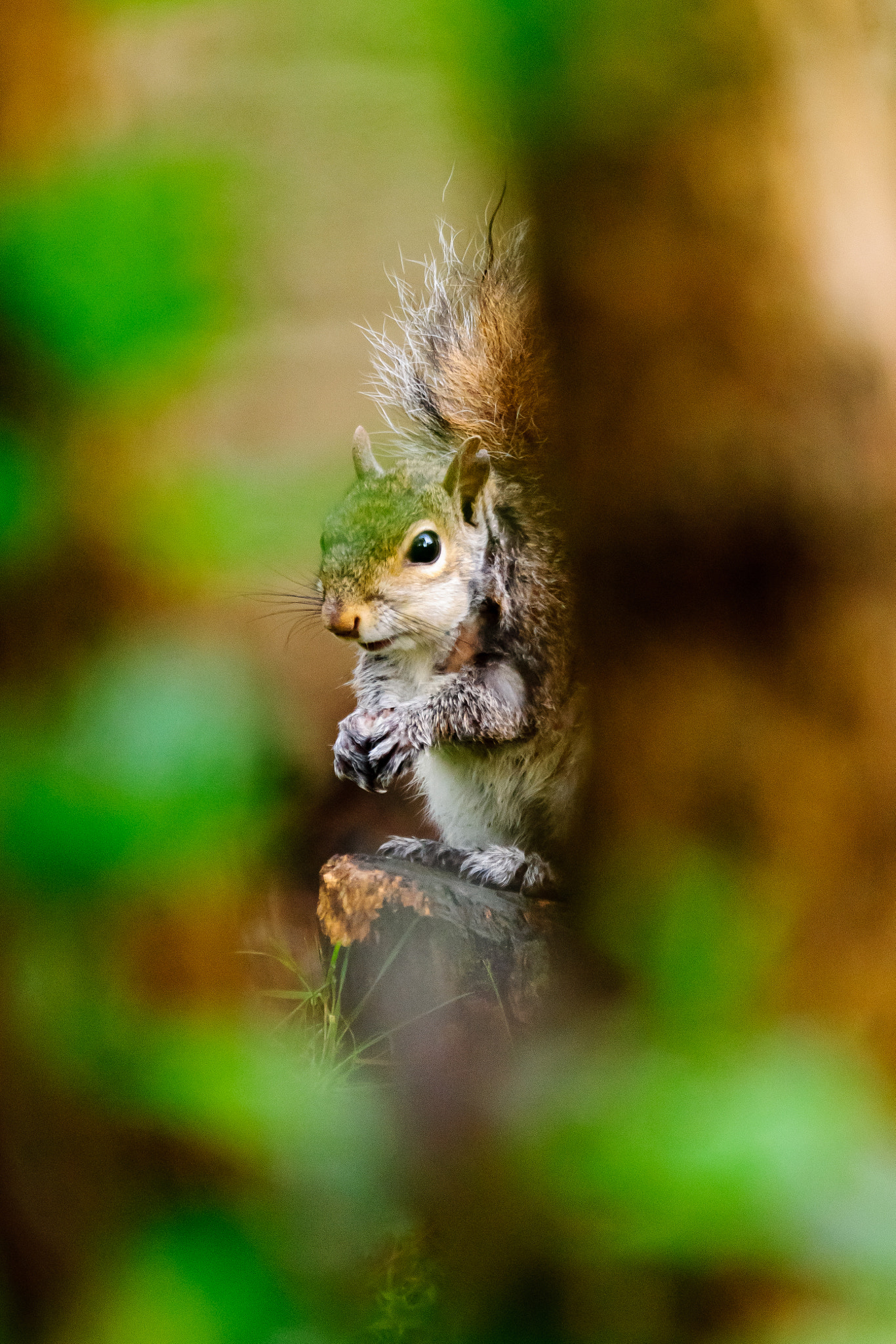 Sony 70-300mm F4.5-5.6 G SSM sample photo. Secret squirrel photography