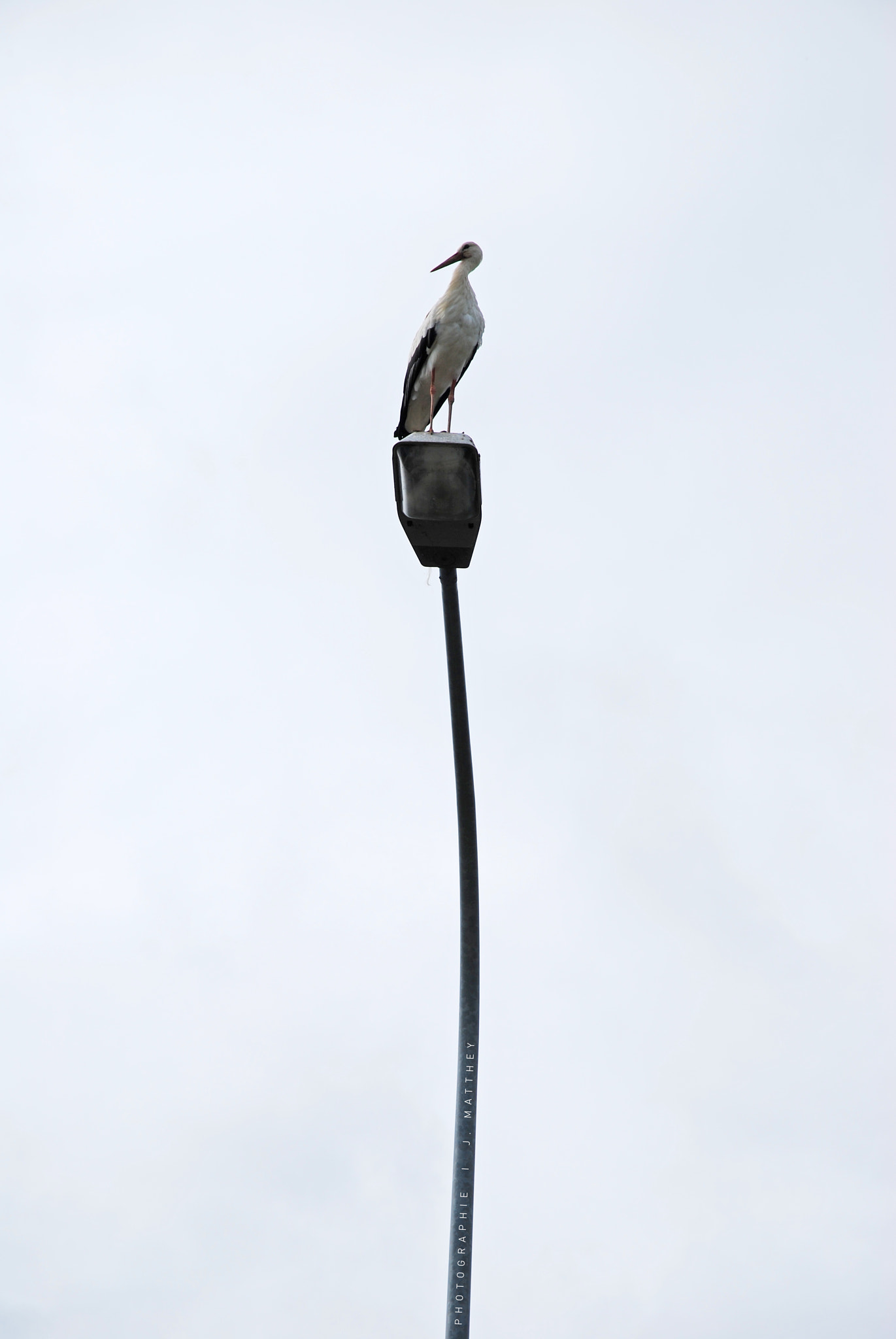 Nikon D60 sample photo. Birdstyle photography