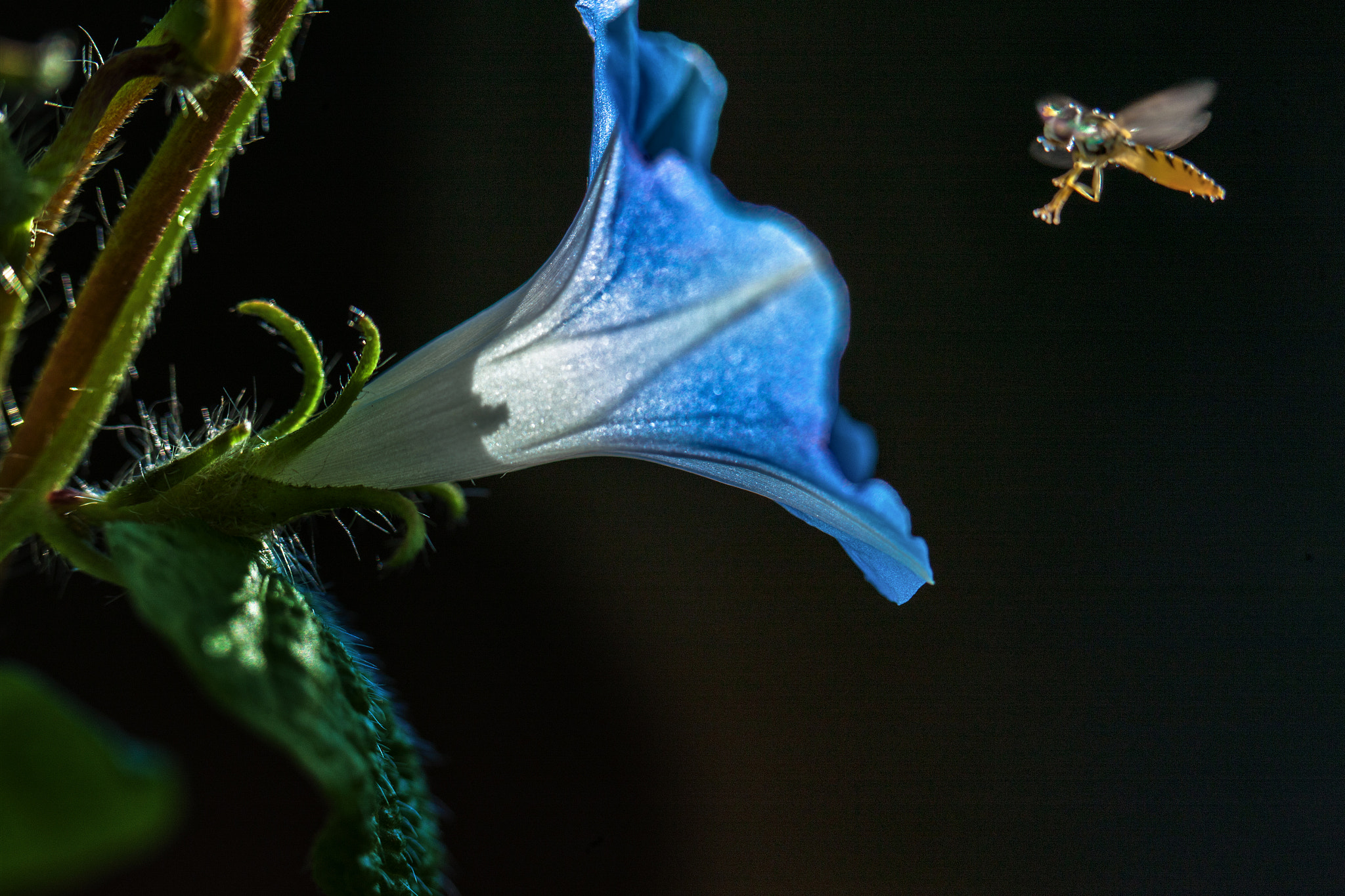 Canon EOS-1Ds Mark III sample photo. Morning glory flower in morning sunlight photography