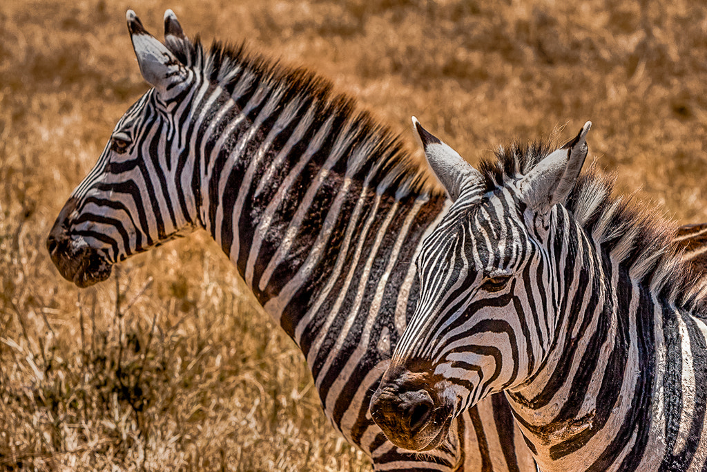 Canon EF 70-200mm F2.8L IS USM sample photo. Carnival in africa photography