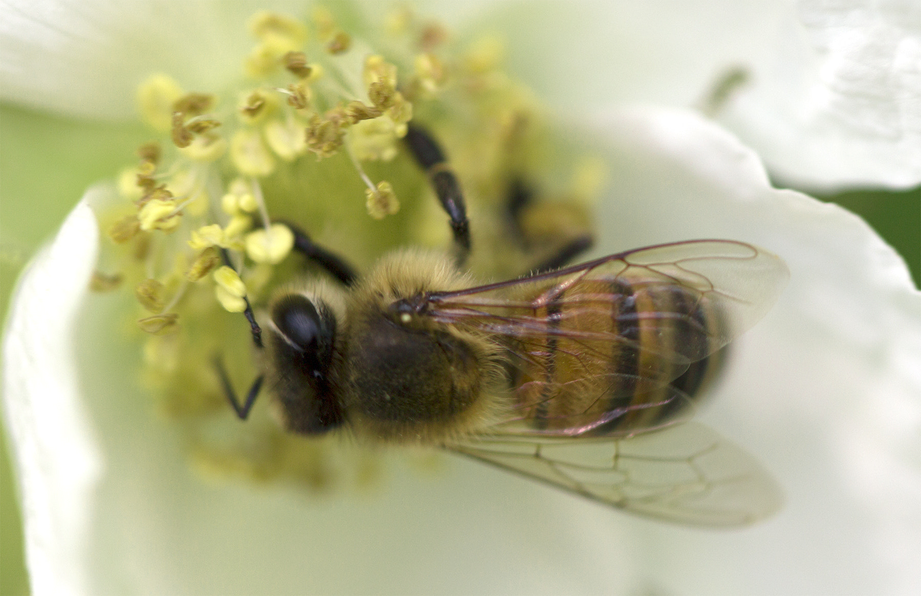 Canon EOS 650D (EOS Rebel T4i / EOS Kiss X6i) sample photo. The bee's knees photography