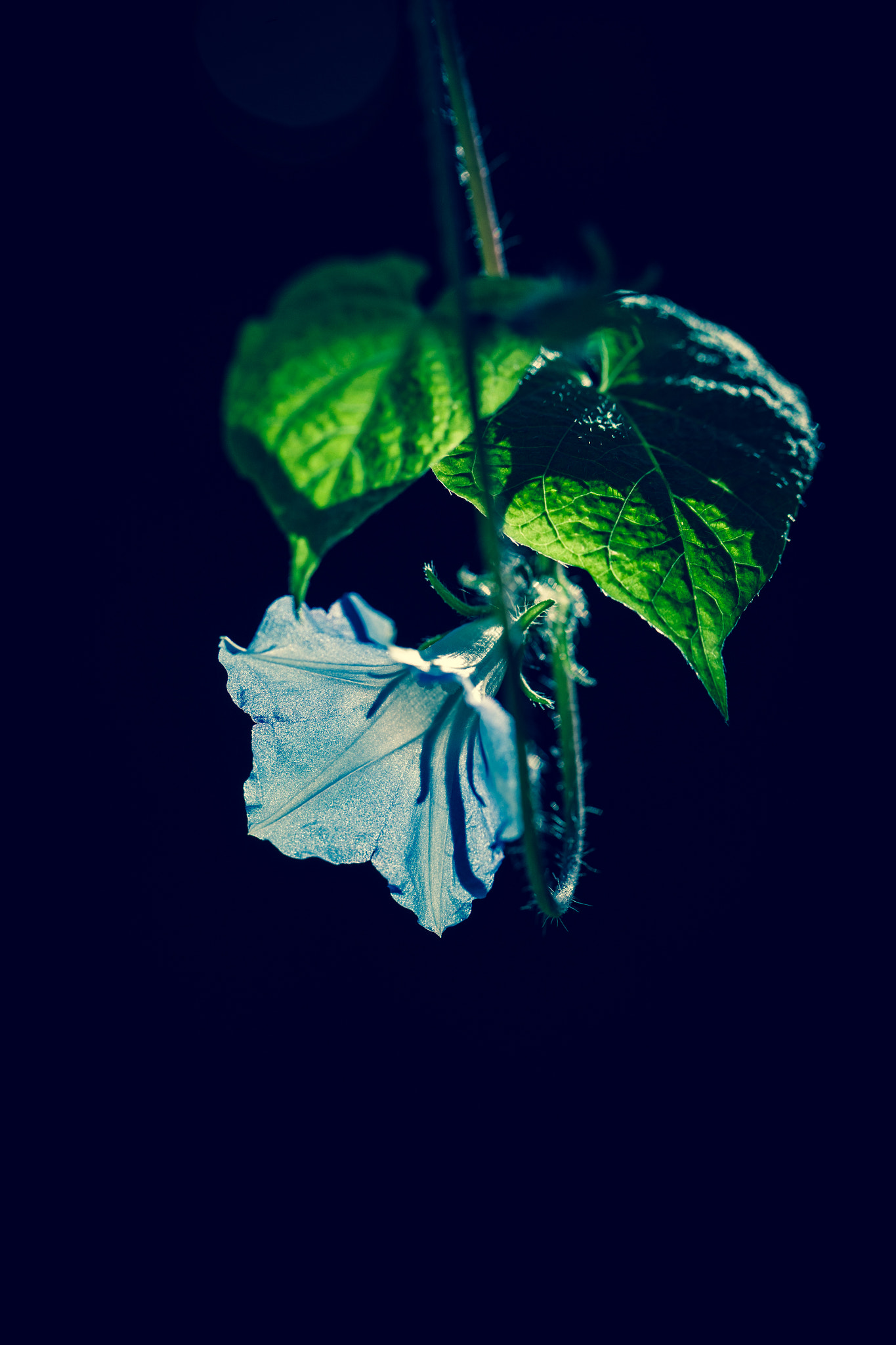 Canon EOS-1Ds Mark III sample photo. Morning glory flower, japan photography