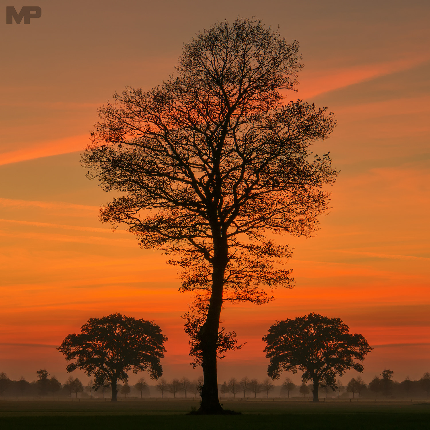 Sony Alpha NEX-5N + Sony E 18-200mm F3.5-6.3 OSS sample photo. Sunset tree photography