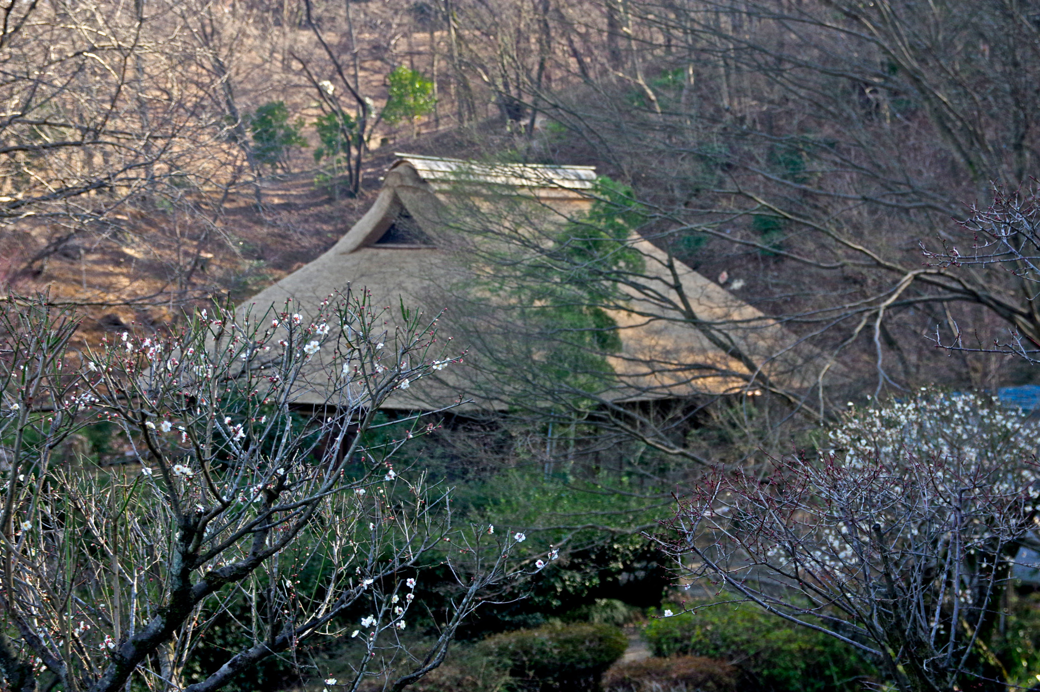 Pentax K-3 sample photo. Japanese old house in spring photography