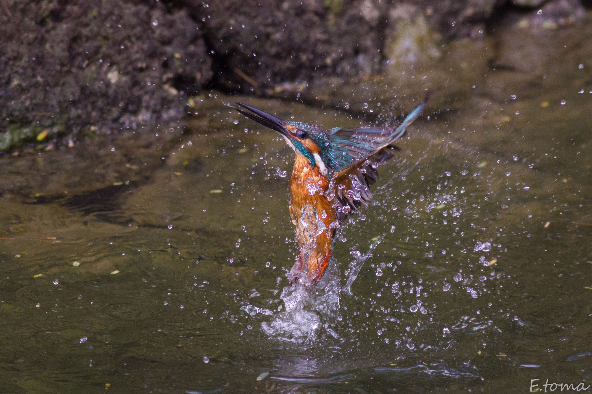 Canon EOS 60D + Canon EF 400mm F5.6L USM sample photo. Bejeweled photography