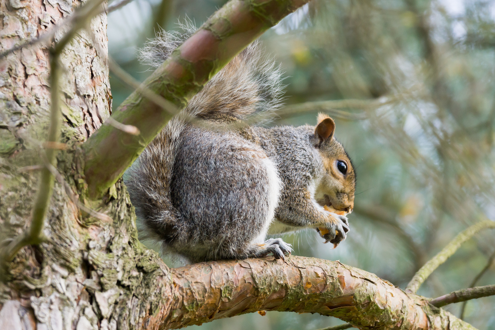Sony 70-300mm F4.5-5.6 G SSM sample photo. Squirrel on a branch photography