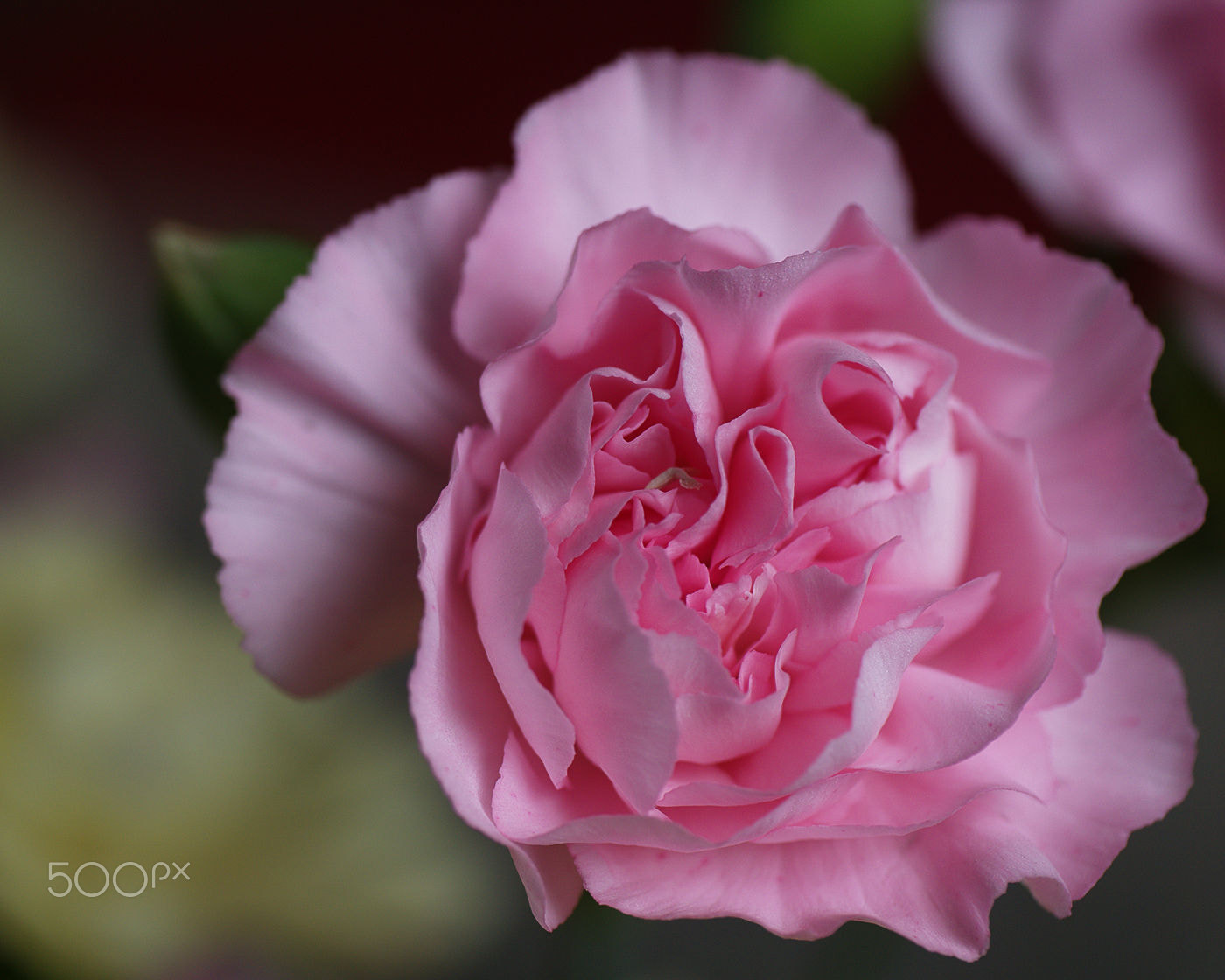 Panasonic Leica DG Macro-Elmarit 45mm F2.8 ASPH OIS sample photo. Petals photography