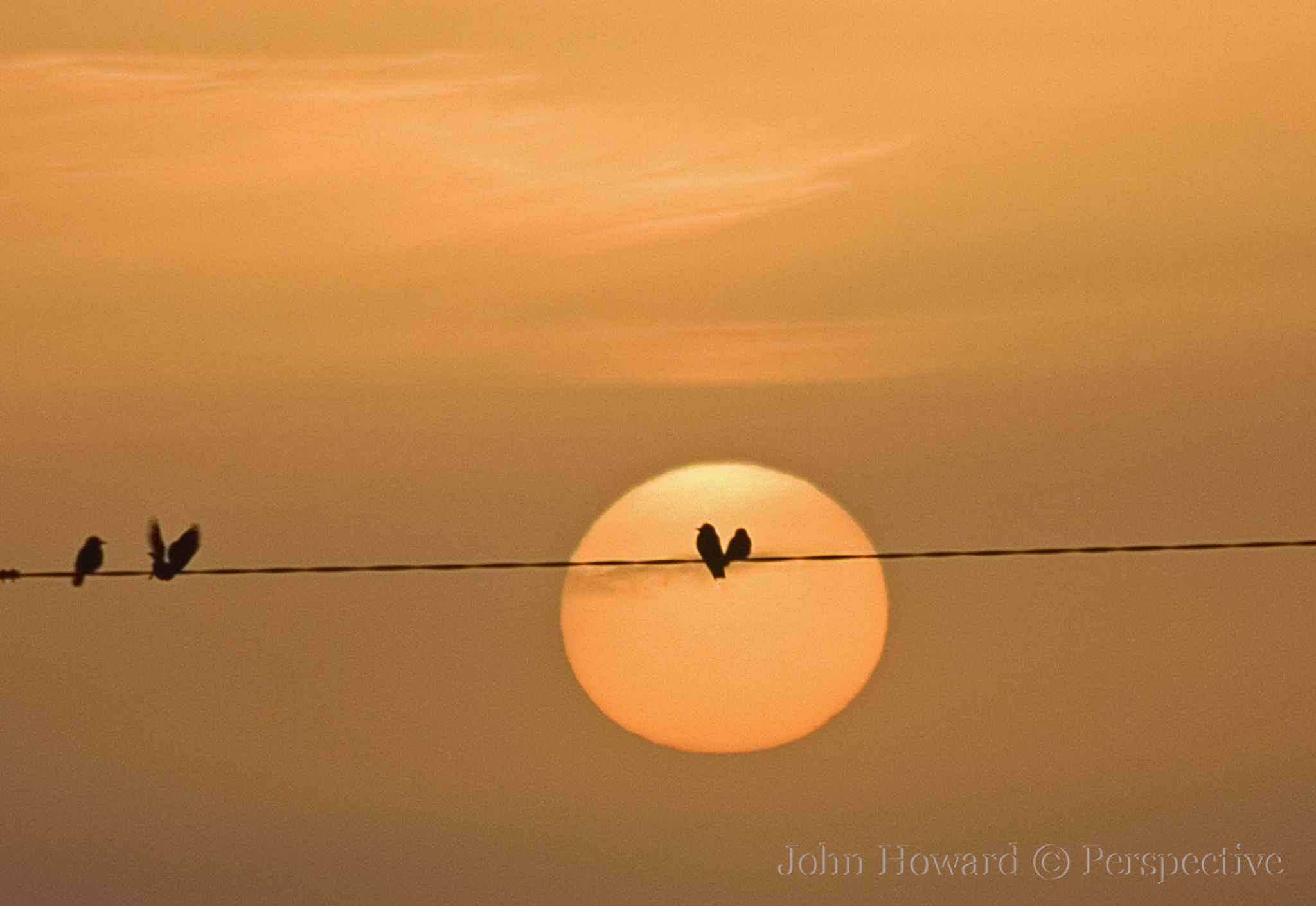 Sigma 70-300mm F4-5.6 APO DG Macro sample photo. " bird(s) on a wire "  photography