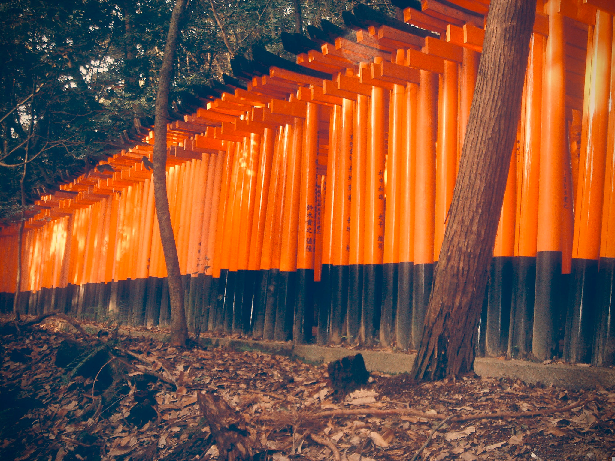 Sony DSC-T33 sample photo. Sacred torii gates in kyoto fushimi inari photography