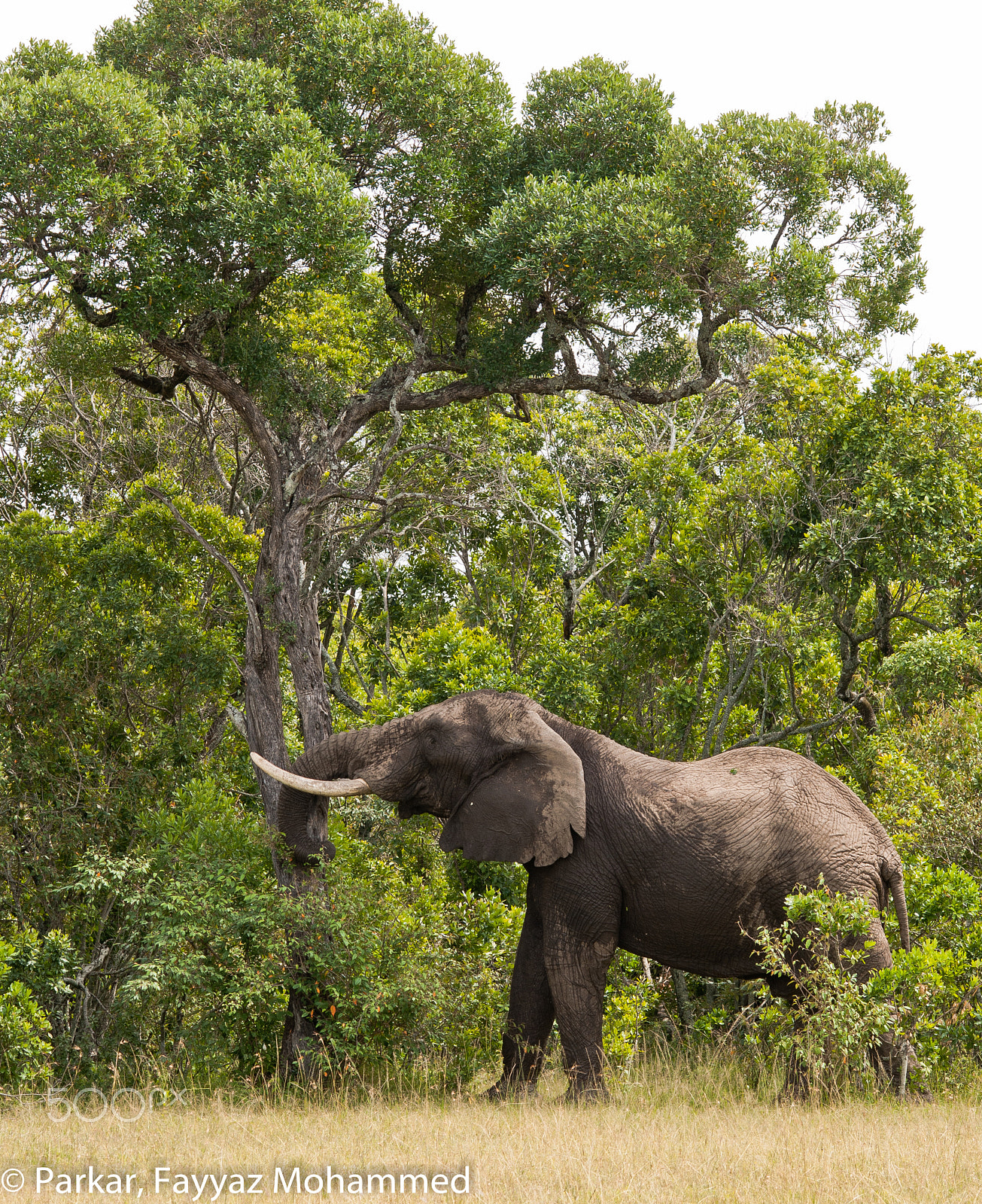 Sigma 150-500mm F5-6.3 DG OS HSM sample photo. Bull photography