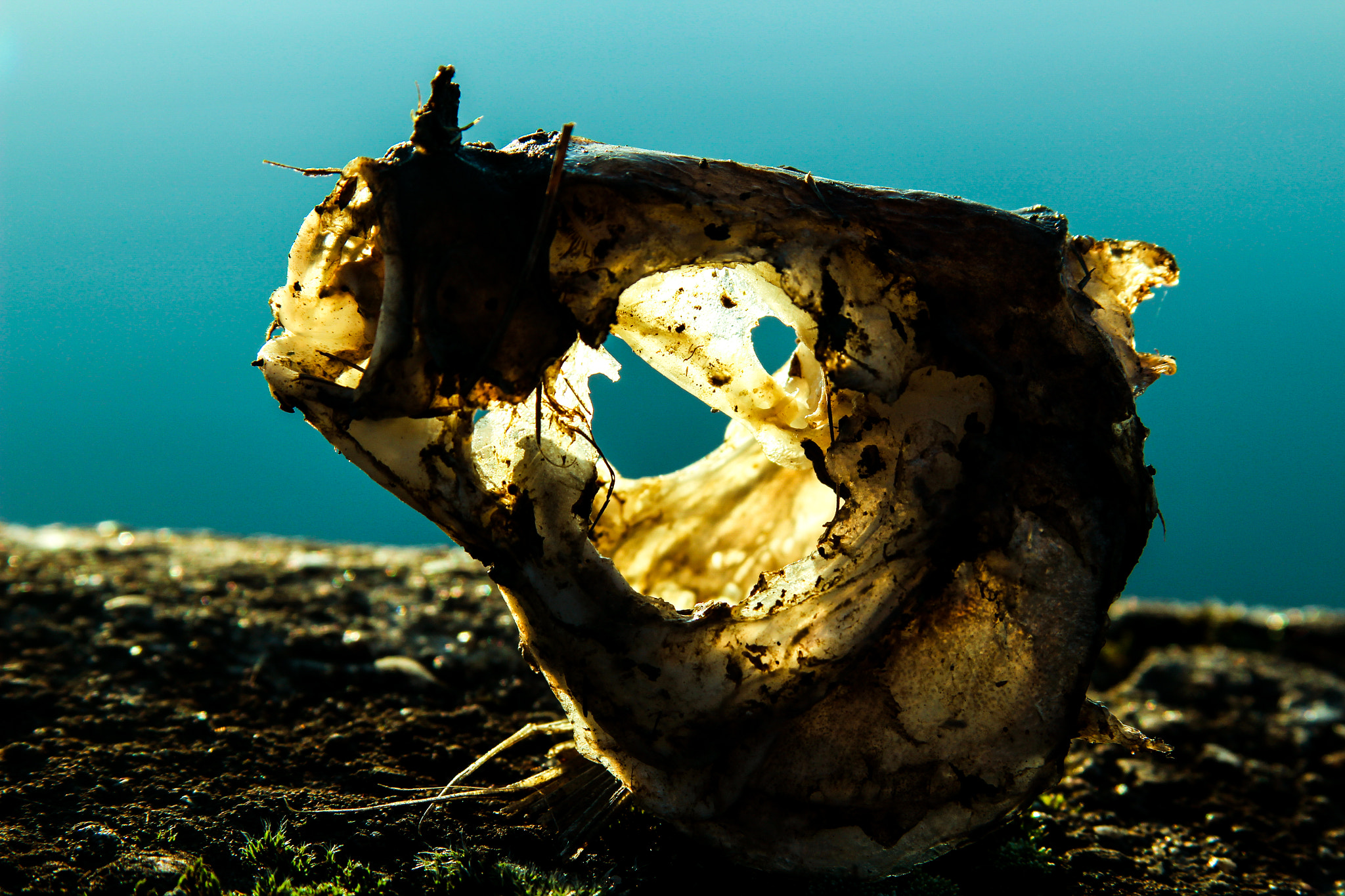Canon EF 28-135mm F3.5-5.6 IS USM sample photo. Nature of beings photography
