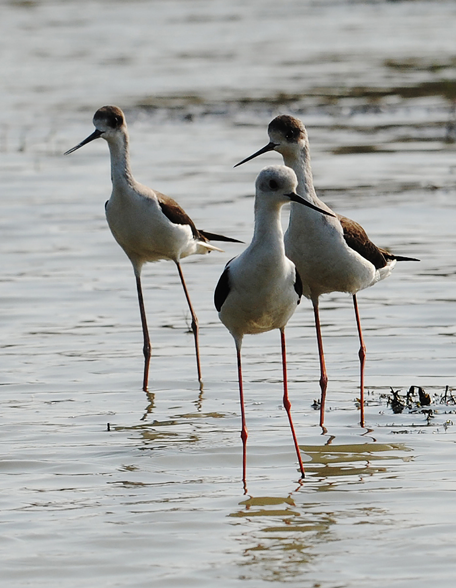 Nikon AF-S Nikkor 200-500mm F5.6E ED VR sample photo. Black winged stilt photography