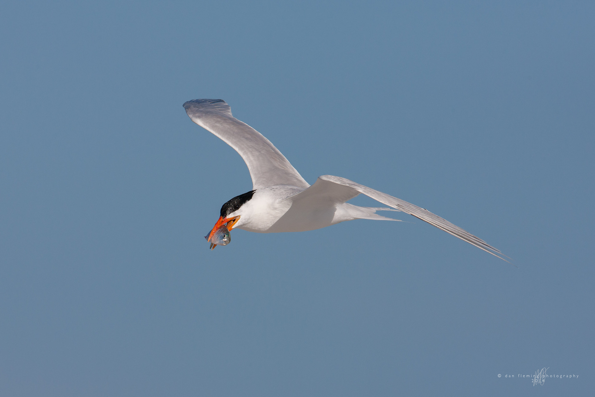 Canon EF 600mm f/4L IS sample photo. Bringing home dinner photography