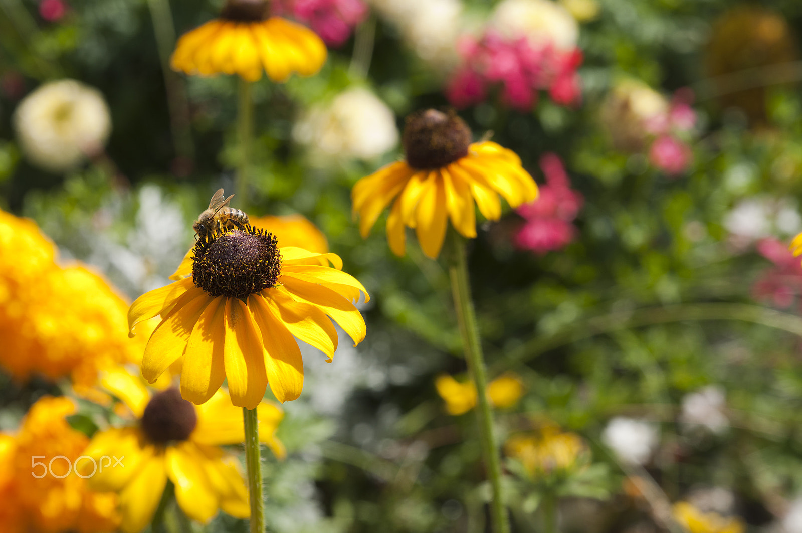 Tamron SP 24-70mm F2.8 Di VC USD sample photo. Bee in wildflowers collecting pollen photography