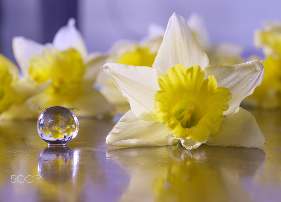 Daffodils 44