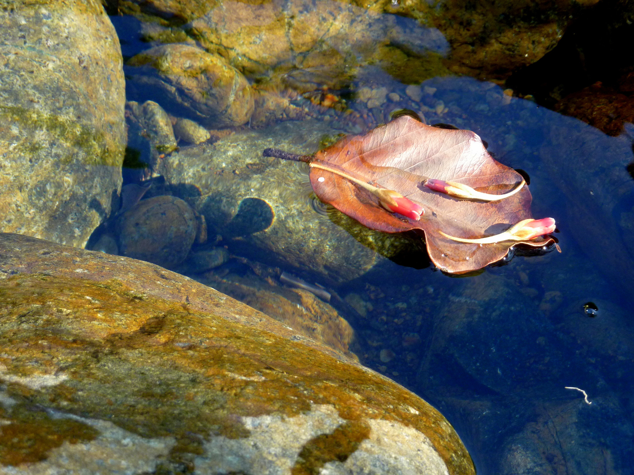 Panasonic DMC-ZS3 sample photo. Feuille photography