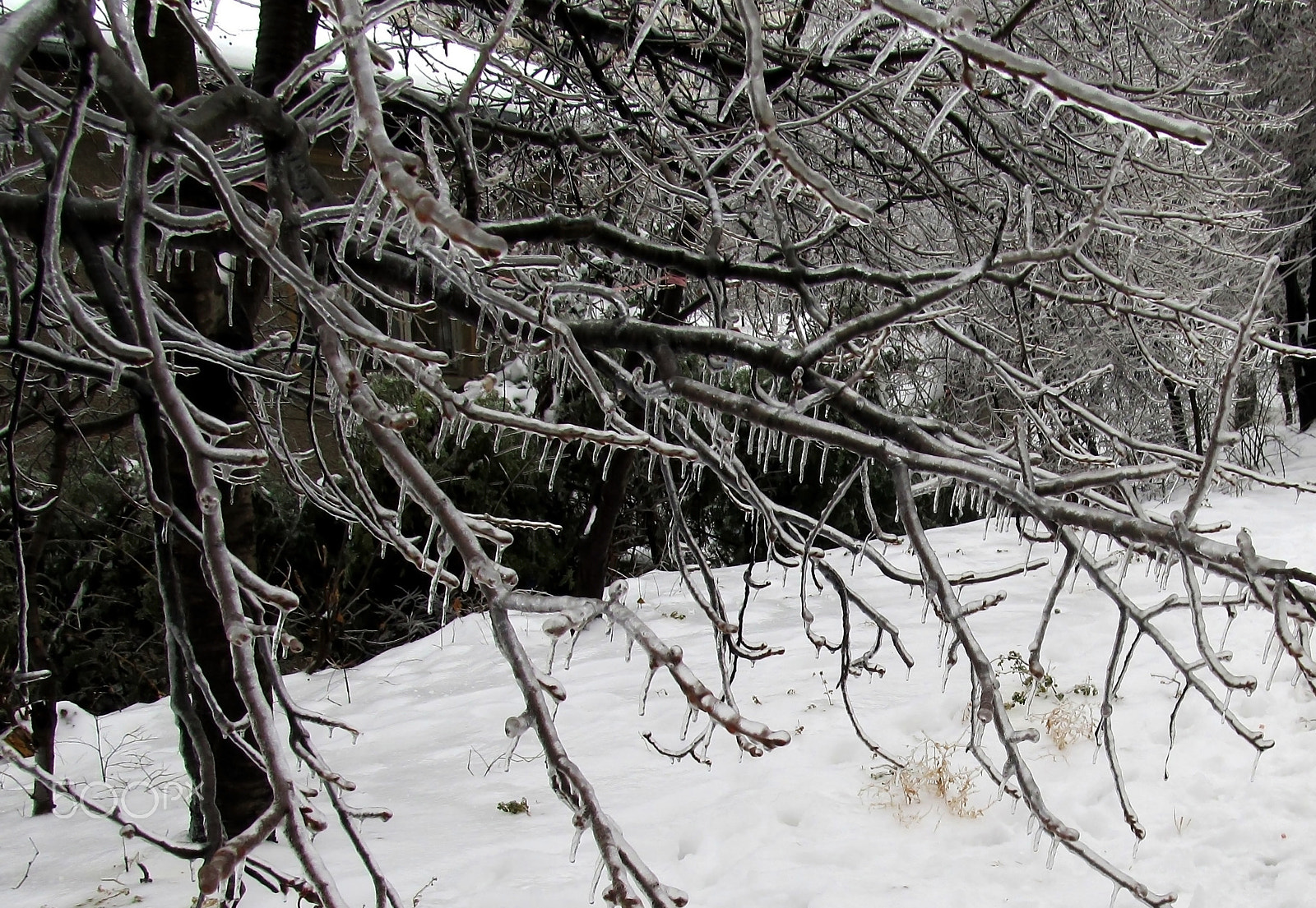 Canon EF 70-200mm F4L USM sample photo. Ice fairy tale photography