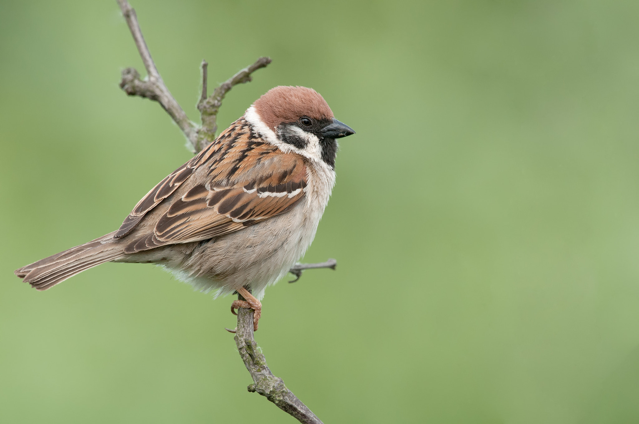 Nikon D300 + Nikon AF-S Nikkor 500mm F4G ED VR sample photo. Eurasian tree sparrow photography