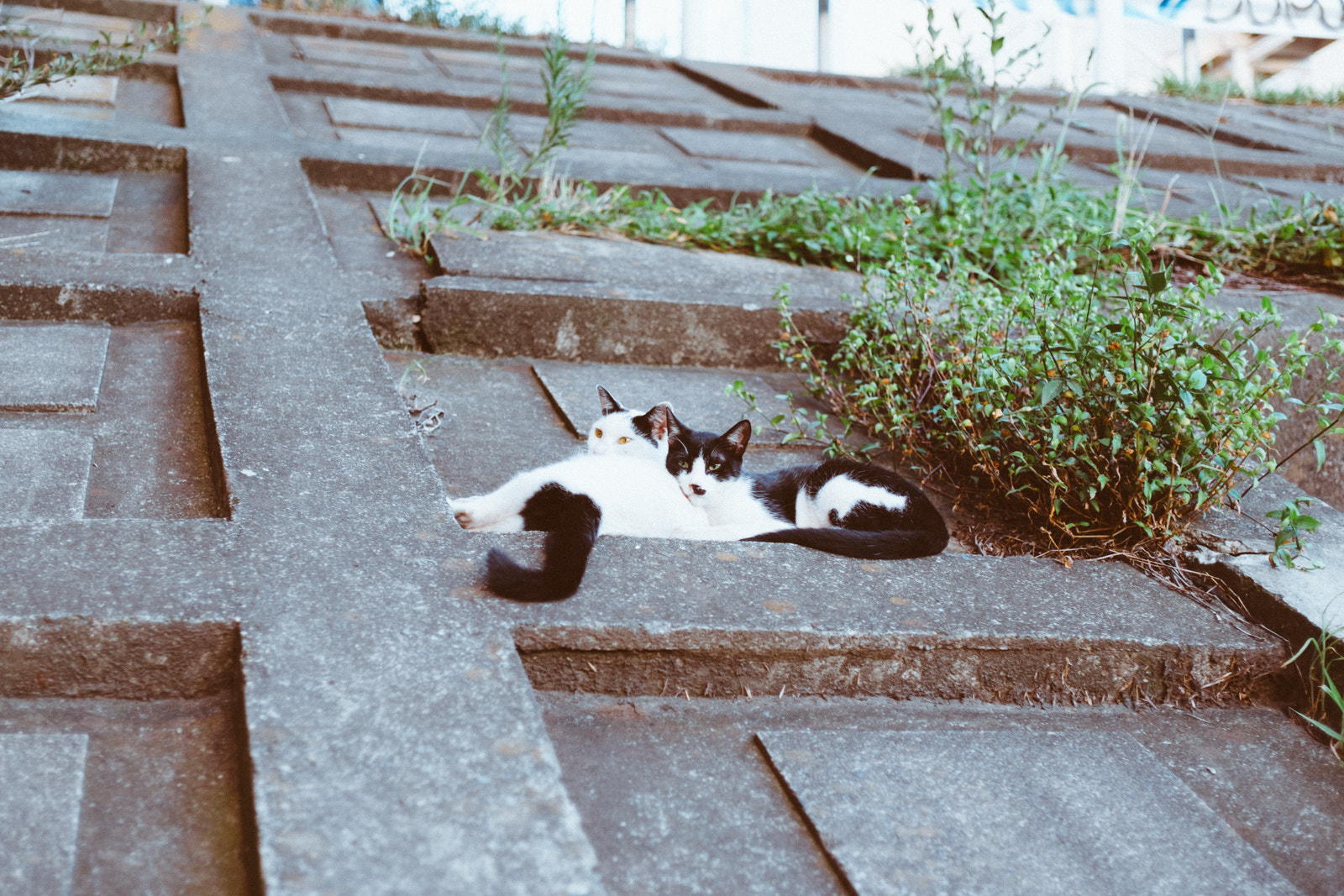 ZEISS Touit 32mm F1.8 sample photo. Untitled photography