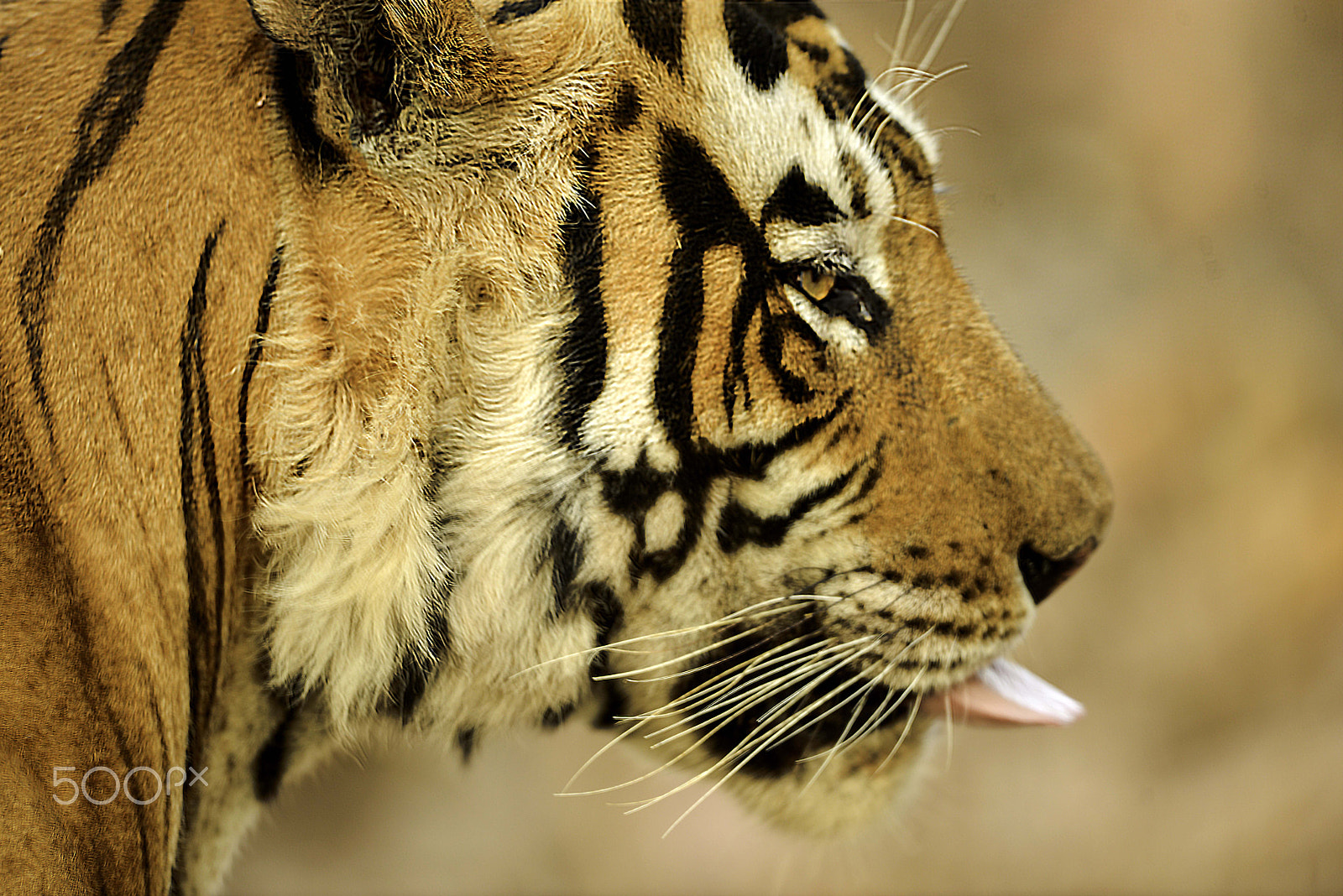 Nikon D800 + Nikon AF-S Nikkor 600mm F4G ED VR sample photo. A close encouter photography