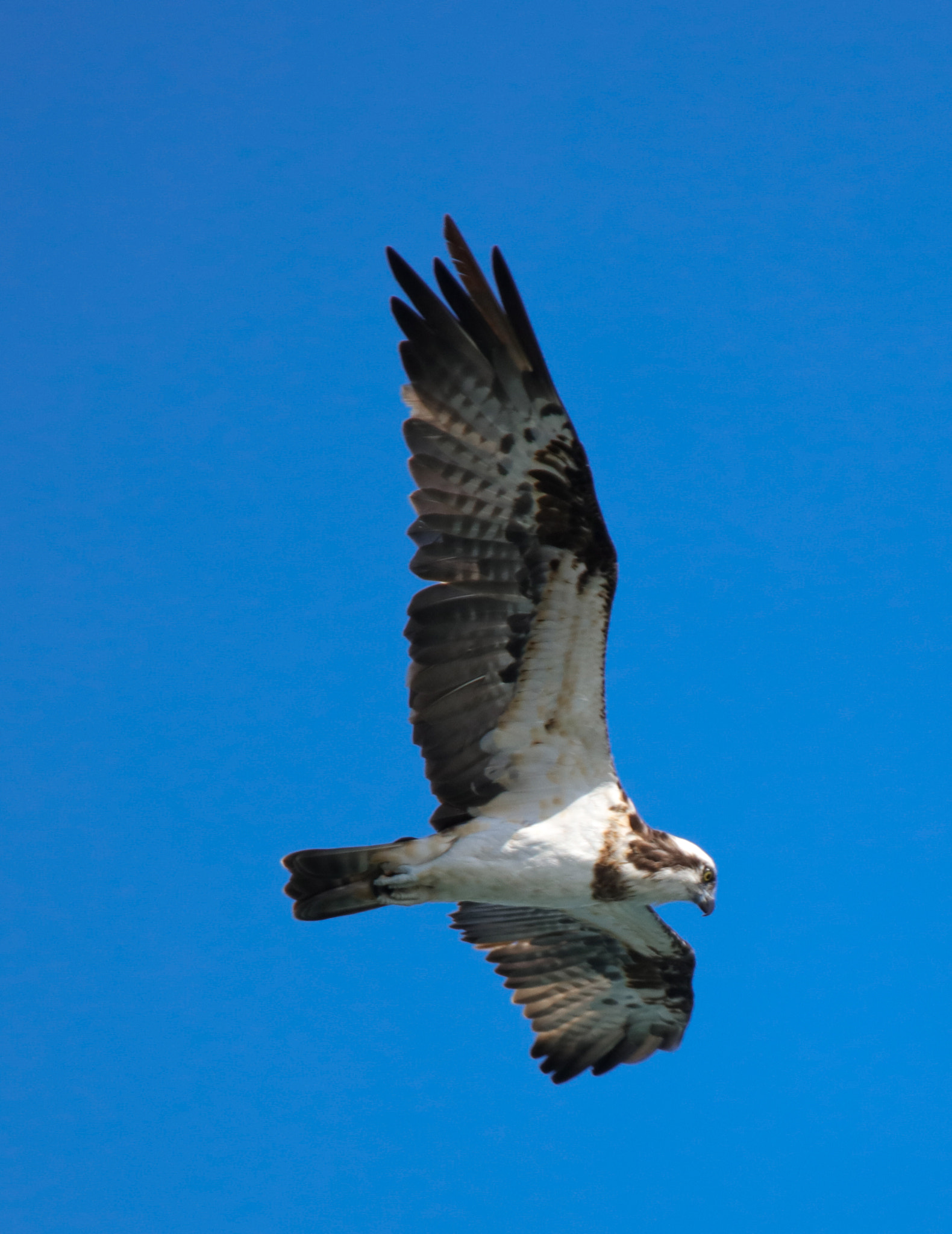 Tamron SP 150-600mm F5-6.3 Di VC USD sample photo. Fish eagle photography