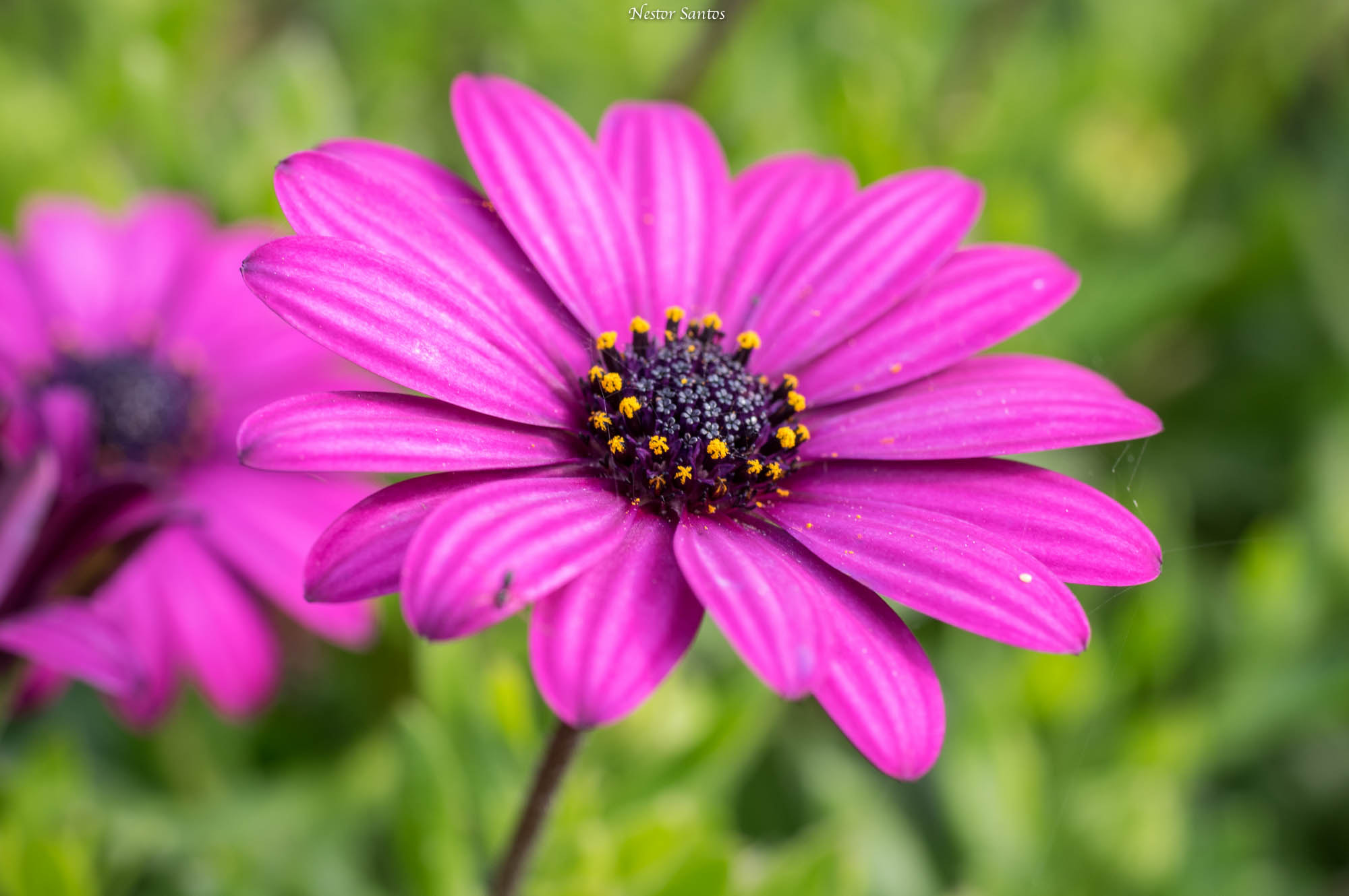 Pentax K-3 + Pentax smc D-FA 50mm F2.8 Macro sample photo. Purple spring photography