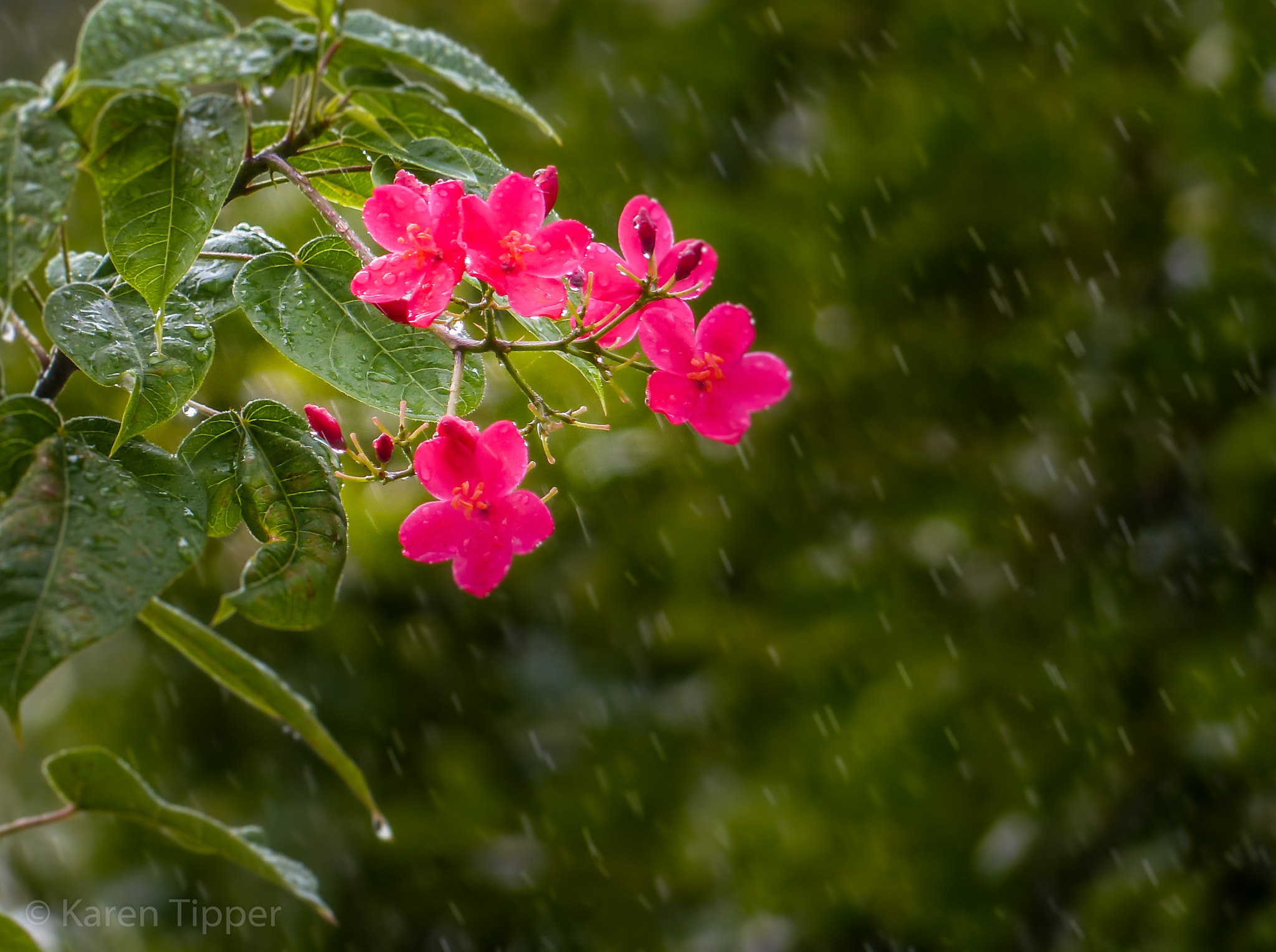 Leica V-Lux 4 sample photo. Tropical rain photography