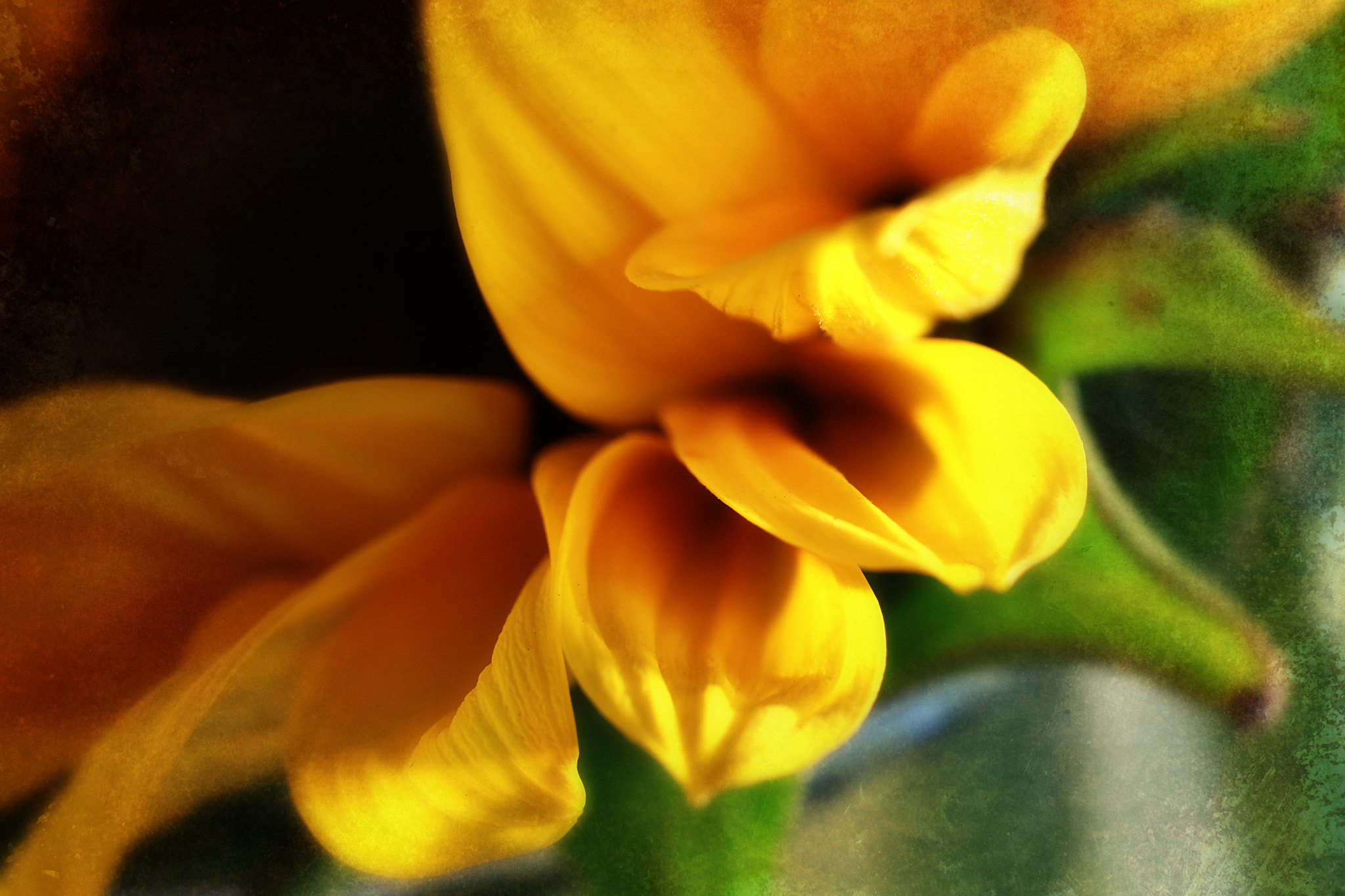 Canon EF 50mm F2.5 Macro sample photo. Joie photography
