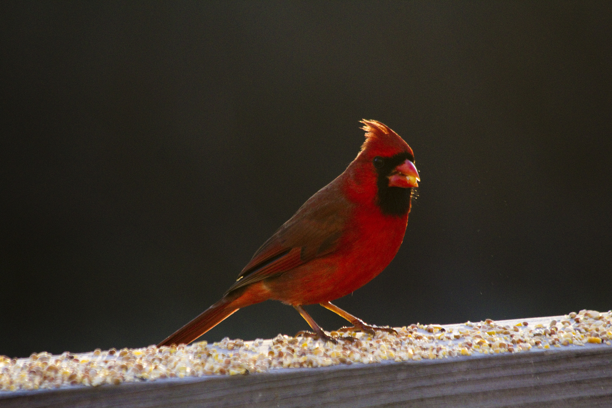 Canon EF 70-300mm F4-5.6 IS USM sample photo. Cardinal photography