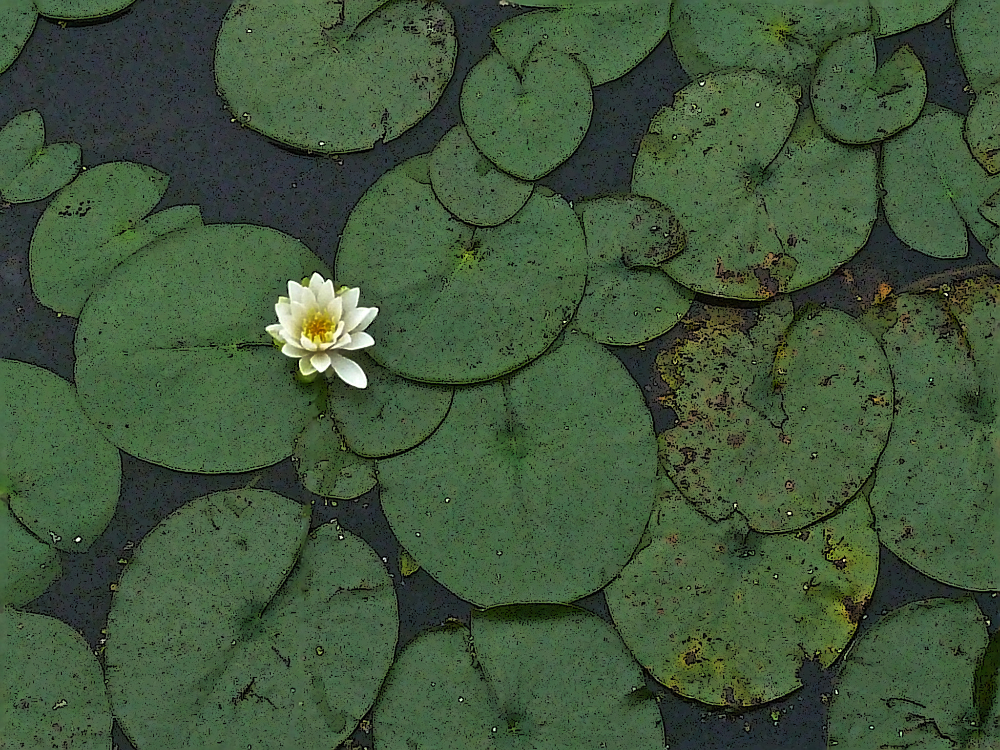 Leica V-Lux 20 sample photo. Punderson close up photography