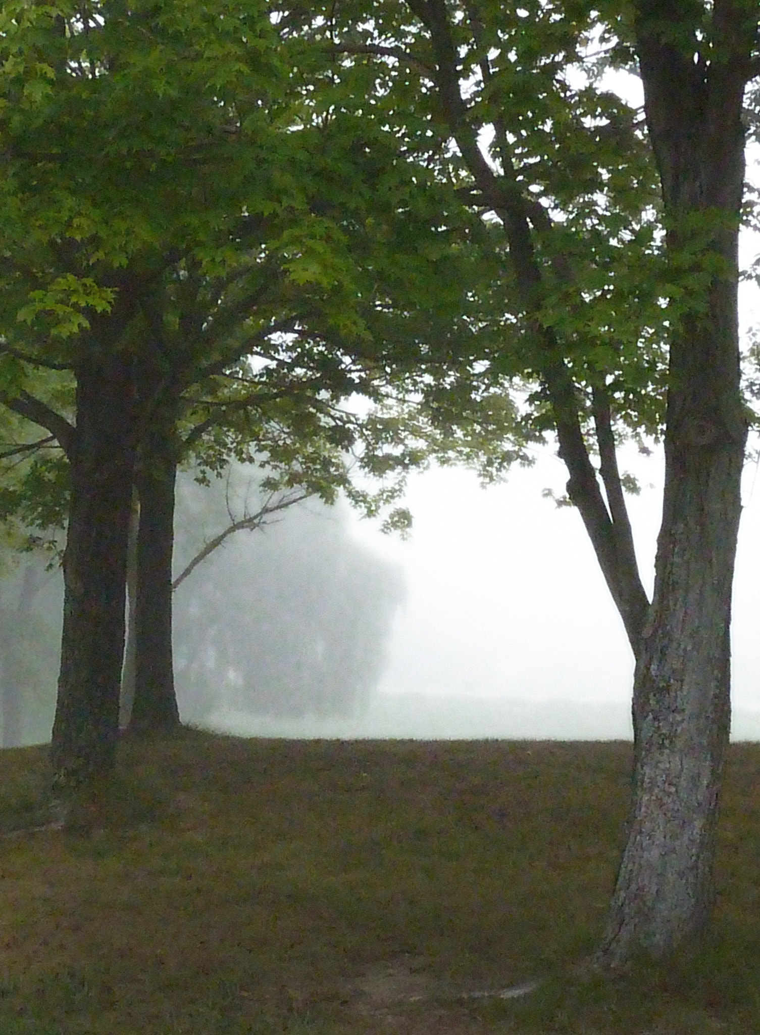 Leica V-Lux 20 sample photo. Untitled punderson in fog photography