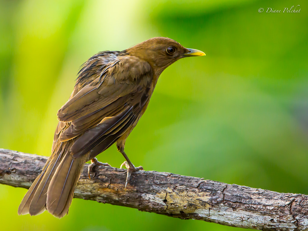 Canon EOS 60D + Canon EF 300mm F2.8L IS II USM sample photo. Clay-colored thrush photography