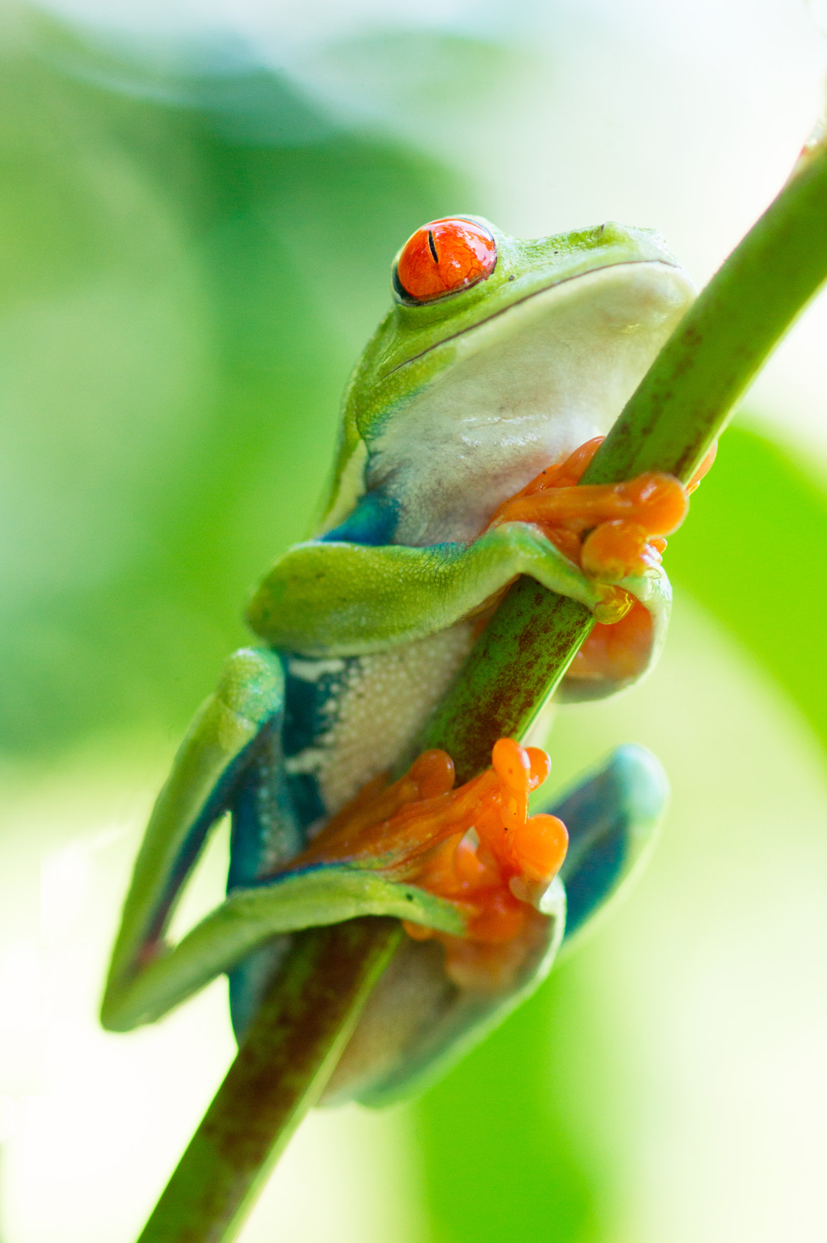 Sony Alpha DSLR-A550 + Sony 100mm F2.8 Macro sample photo. Climbing up photography