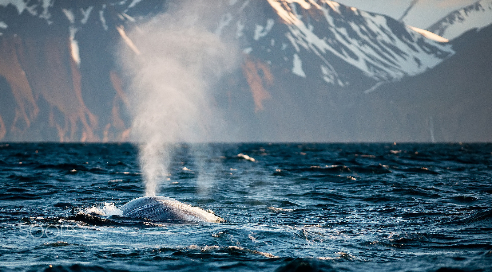 Nikon AF-S Nikkor 300mm F2.8G ED-IF VR sample photo. Blue whale fountain photography