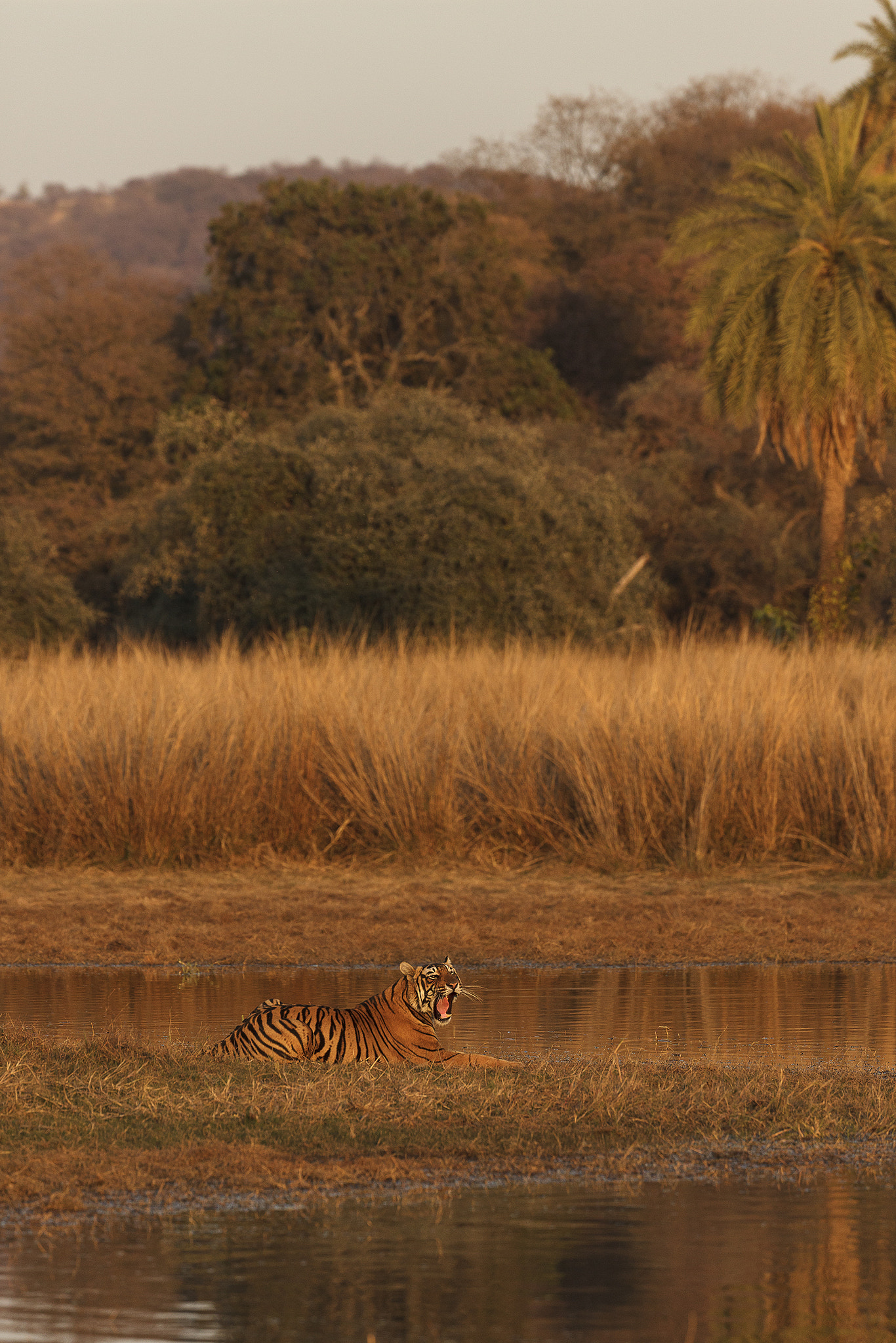 Canon EOS 5D Mark II + Canon EF 200-400mm F4L IS USM Extender 1.4x sample photo. Tigerscape photography